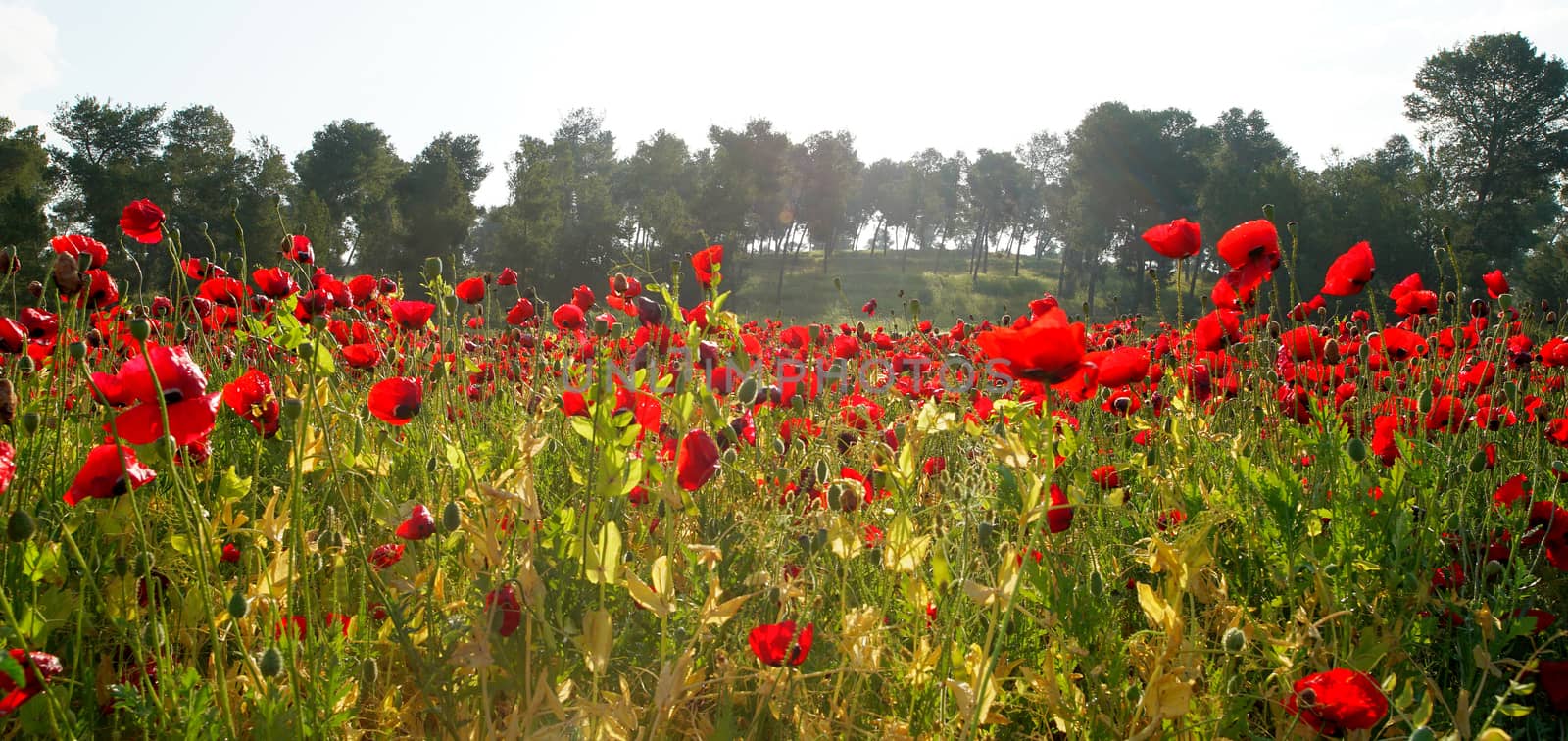 field of flowering red poppies by MegaArt