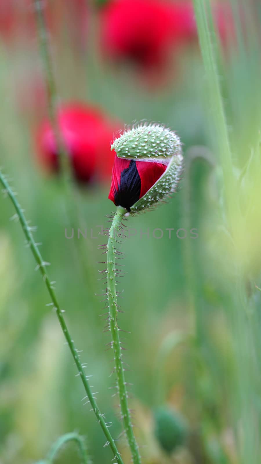 field of flowering red poppies by MegaArt