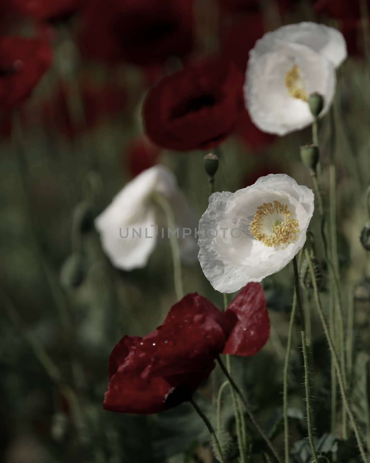 field of flowering red and whites poppies by MegaArt