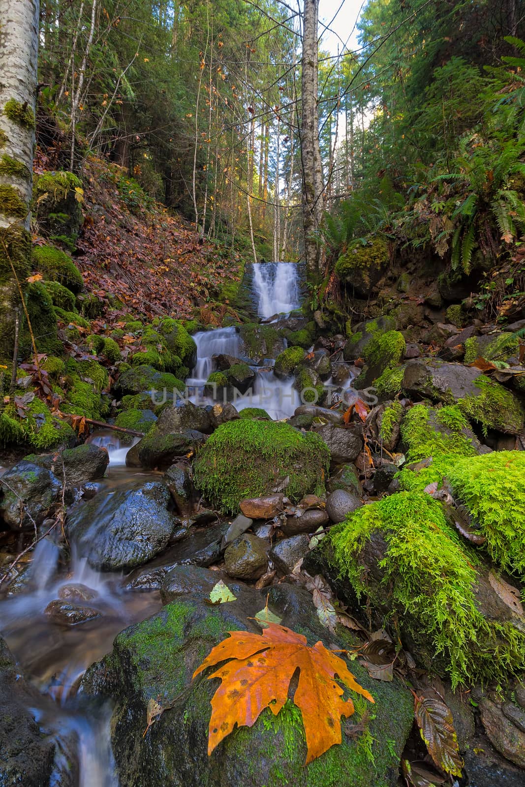 Tributary waterfall at Lower Lewis River Falls in Gifford Pinchot National Forest in Fall Season
