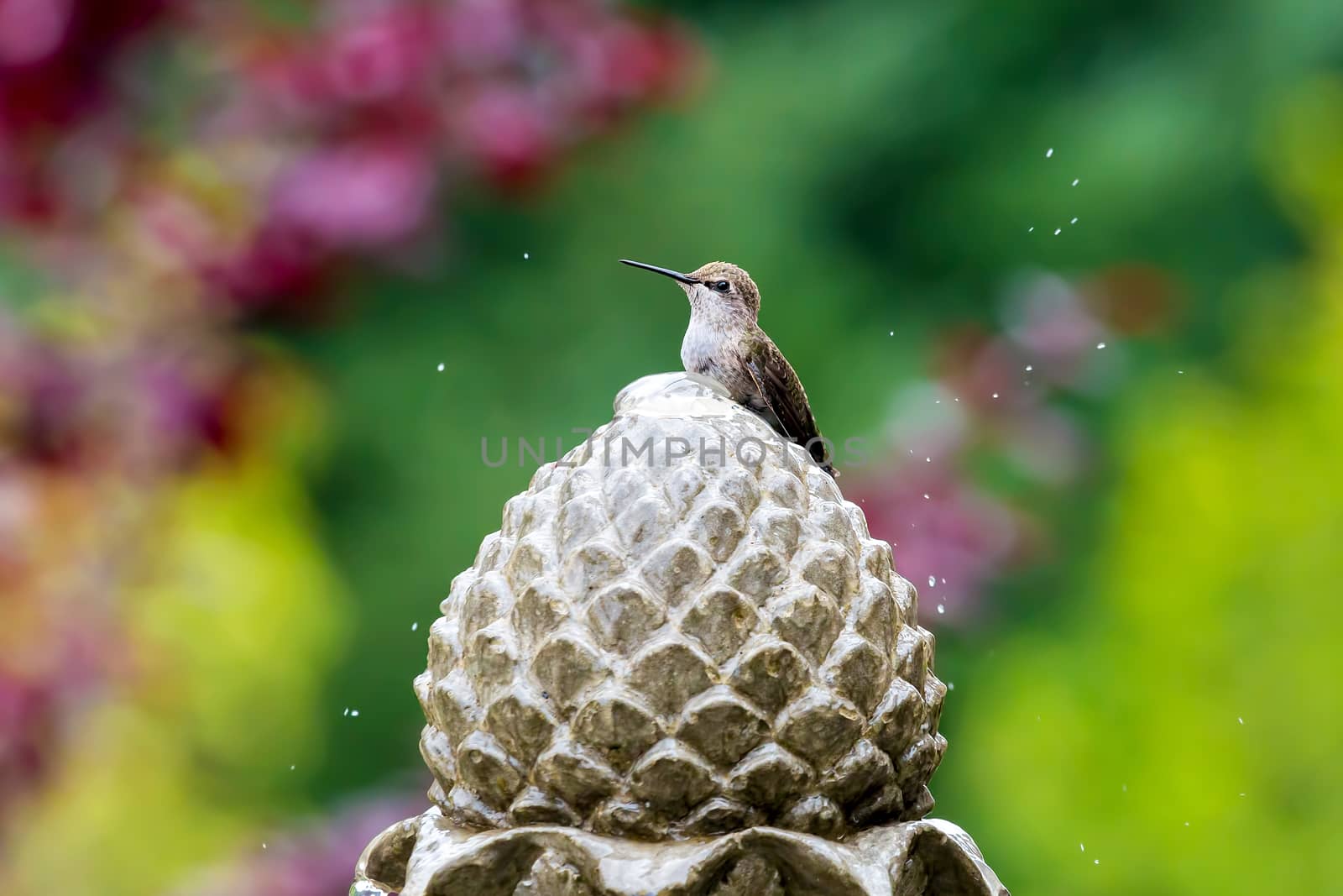 Hummingbird on Garden Water Fountain by Davidgn