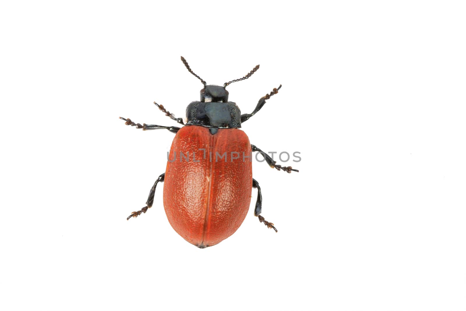 broad-shouldered leaf beetle Chrysomela populi isolated on a white background