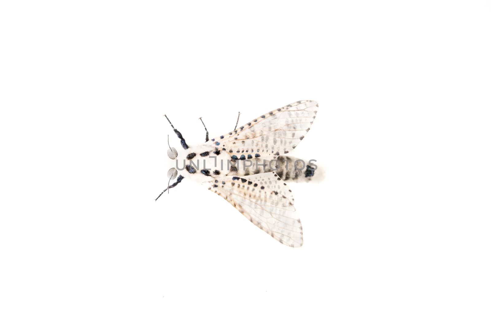 Wood leopard moth Zeuzera pyrina on a white background by neryx