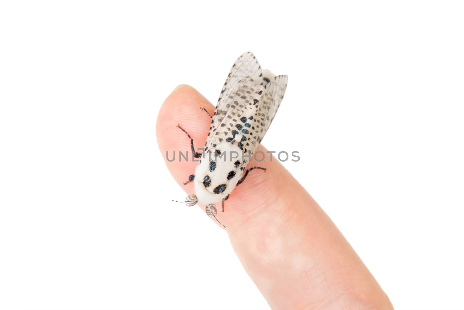 Wood leopard moth Zeuzera pyrina on a white background by neryx