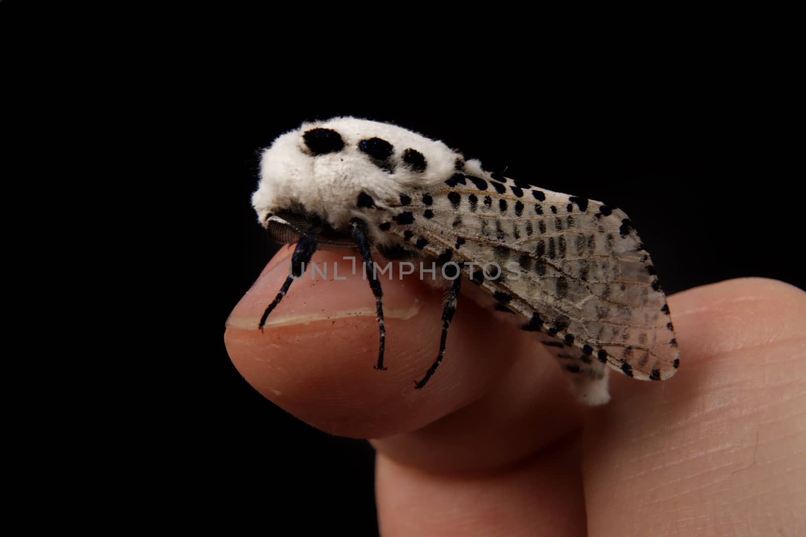 Wood leopard moth Zeuzera pyrina isolated on a white background