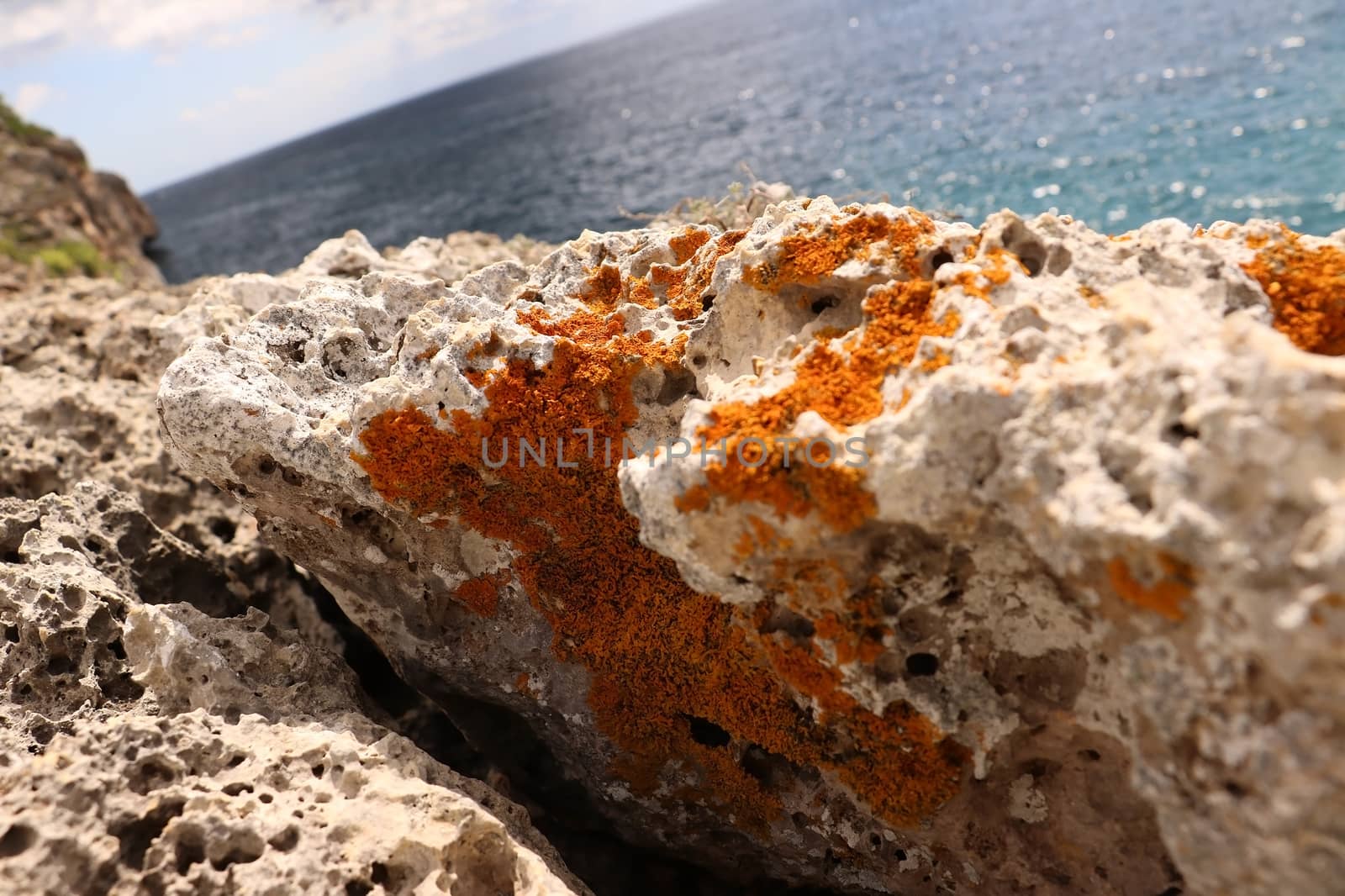 Coral Reef In Majorca by Wow_Dan