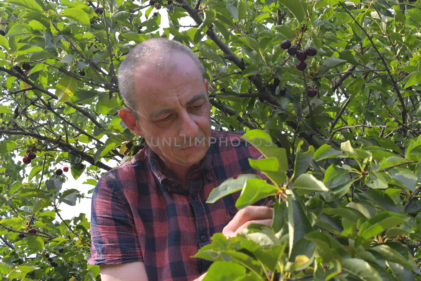 Man picking sour cherries in sour cherry tree. Mature man gathering sour cherries. Middle aged man, gardener in summer by roman_nerud