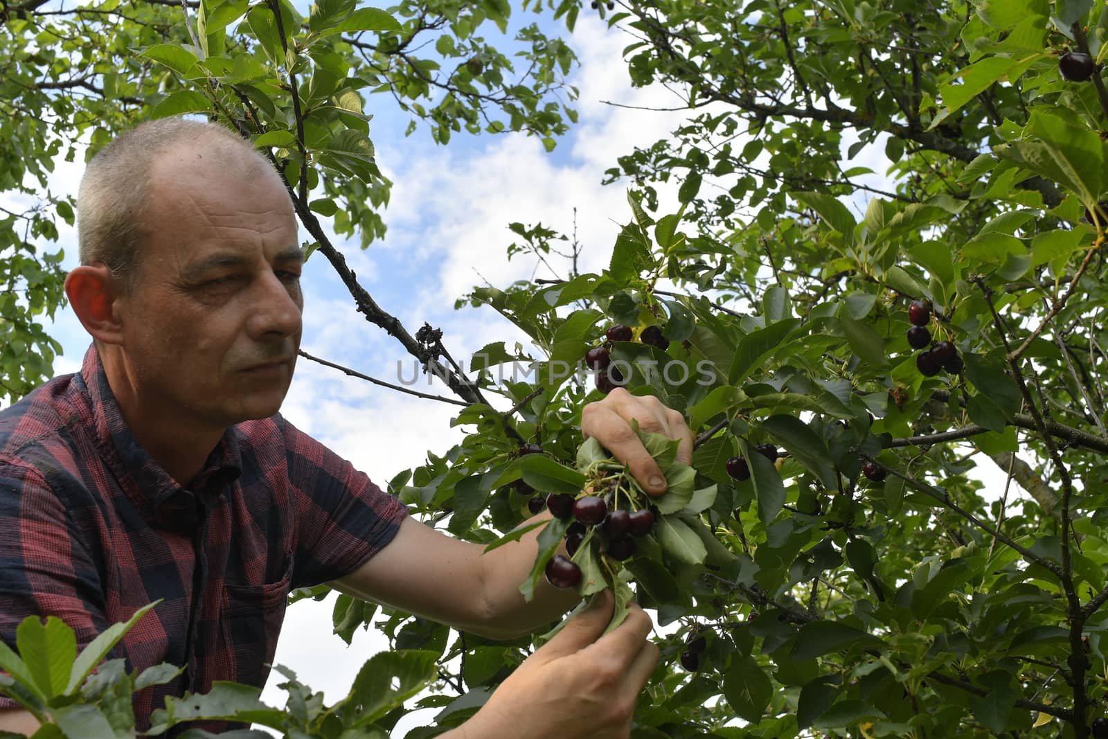 Man picking sour cherries in sour cherry tree. Mature man gathering sour cherries. Middle aged man, gardener in summer.