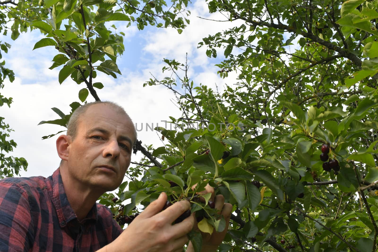 Man picking sour cherries in sour cherry tree. Mature man gathering sour cherries. Middle aged man, gardener in summer.