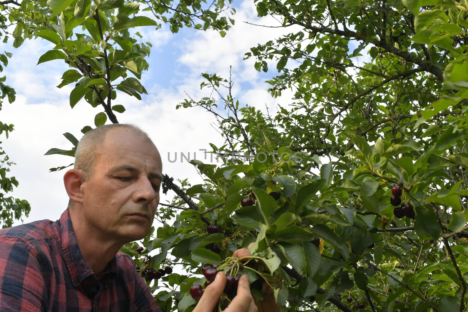 Man picking sour cherries in sour cherry tree. Mature man gathering sour cherries. Middle aged man, gardener in summer.
