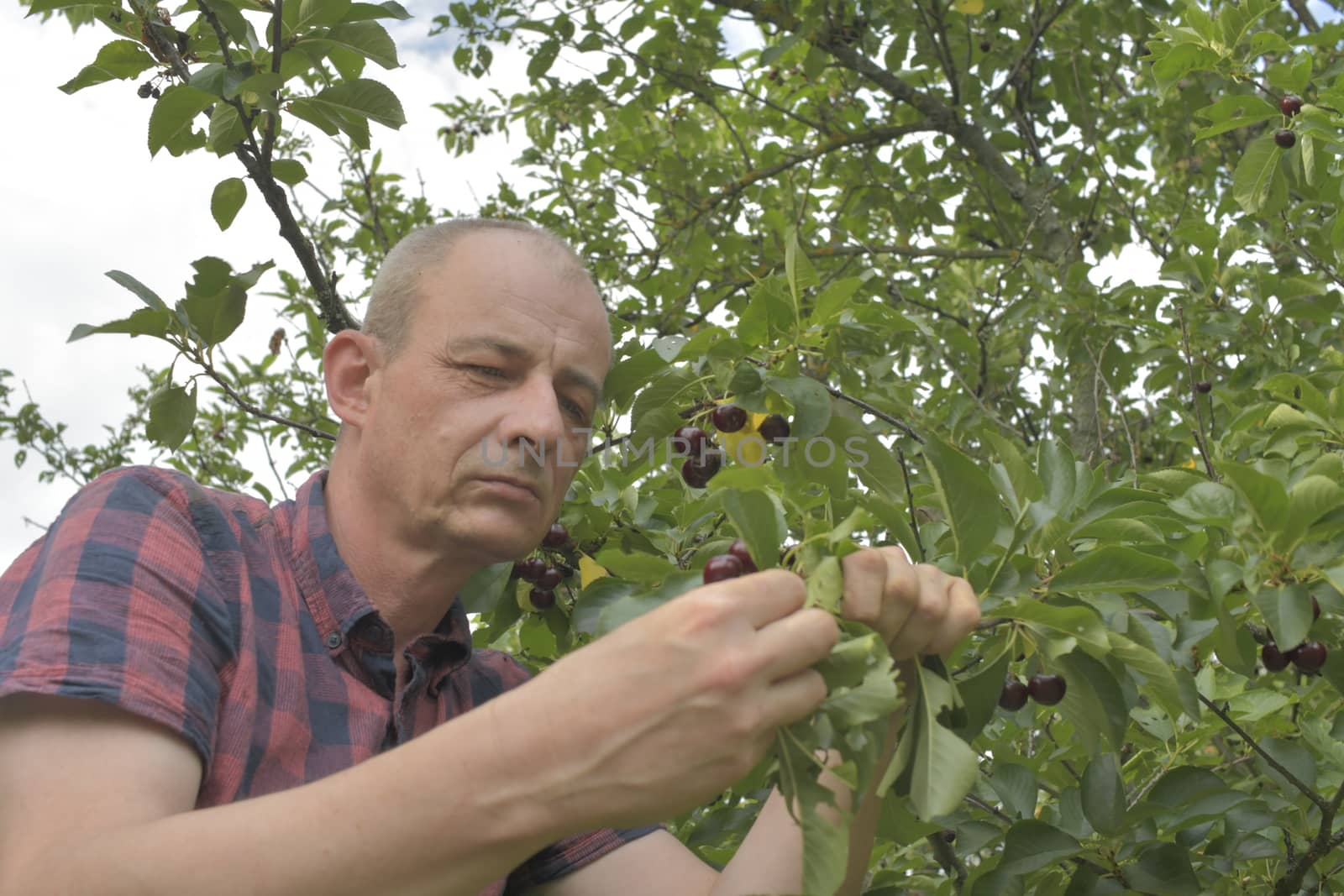 Man picking sour cherries in sour cherry tree. Mature man gathering sour cherries. Middle aged man, gardener in summer.