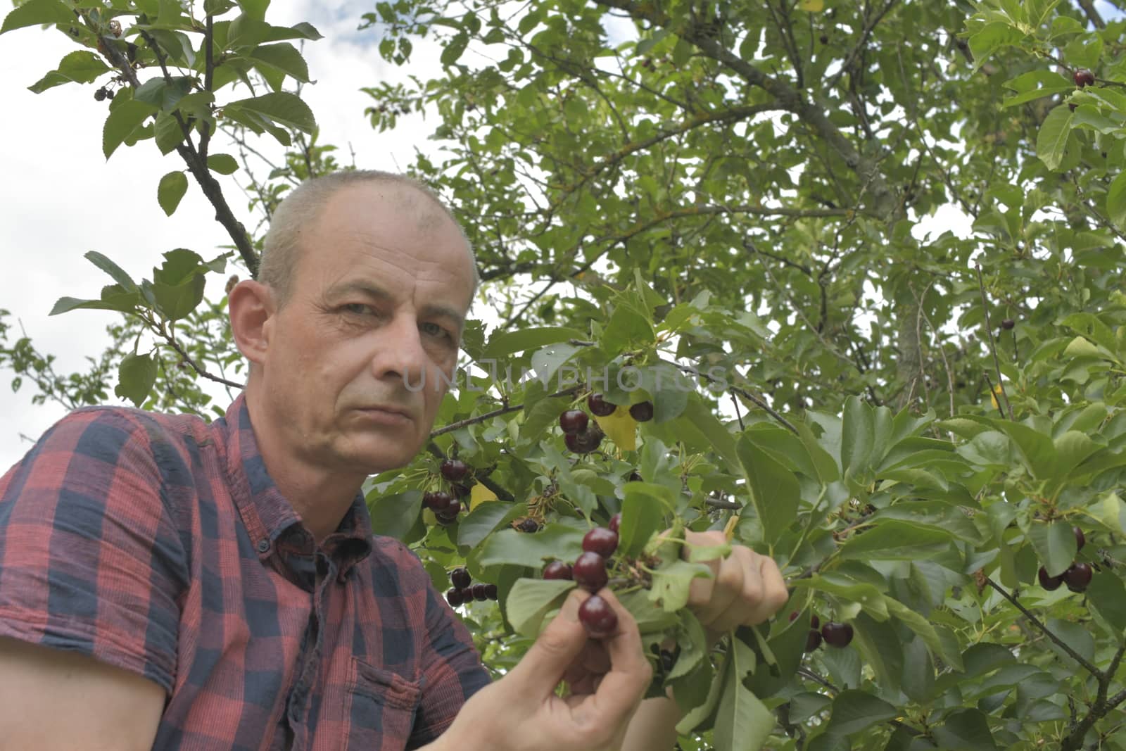 Man picking sour cherries in sour cherry tree. Mature man gathering sour cherries. Middle aged man, gardener in summer by roman_nerud