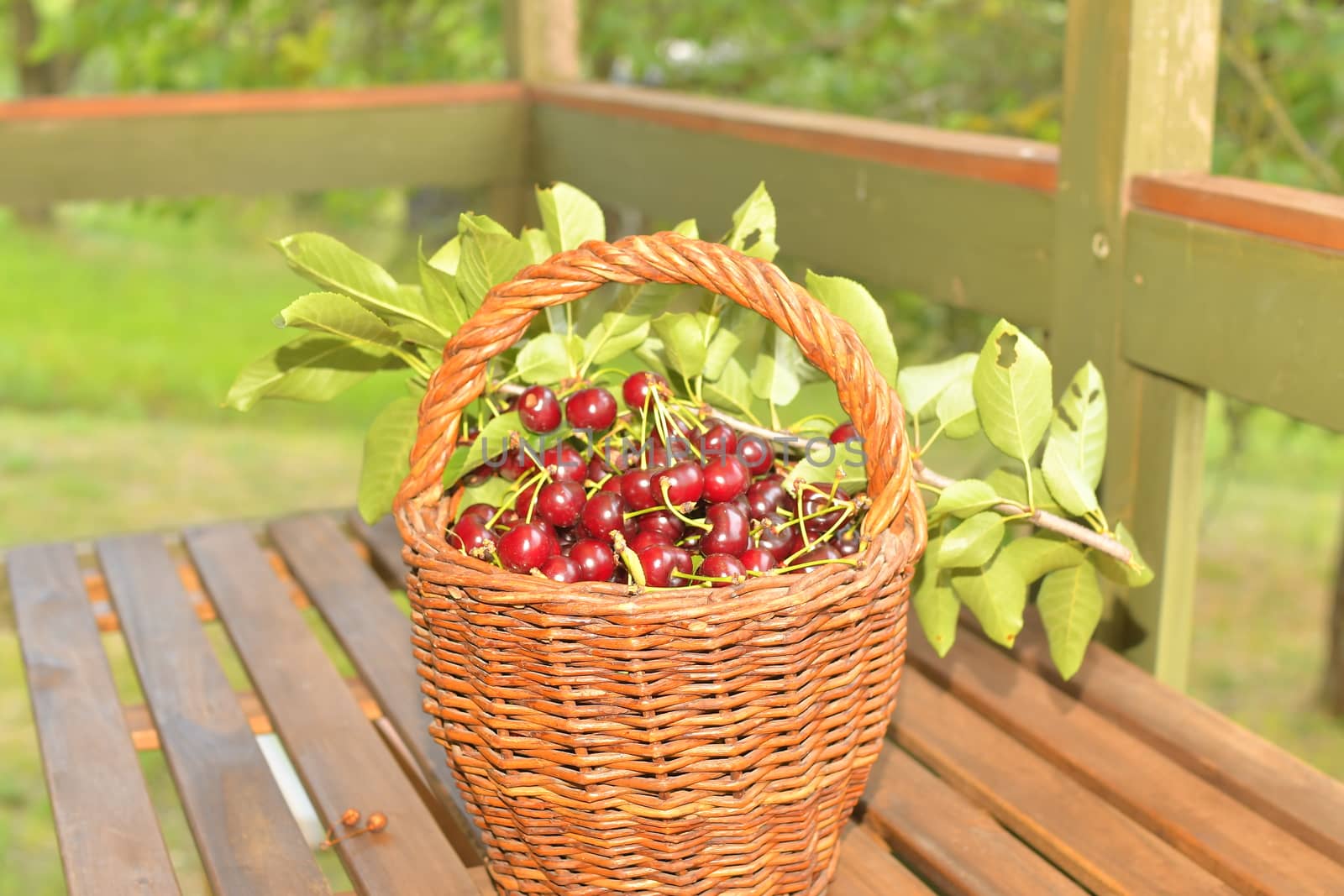 Delicious sour cherry fruits in a wicker basket. Sour cherries on garden table.