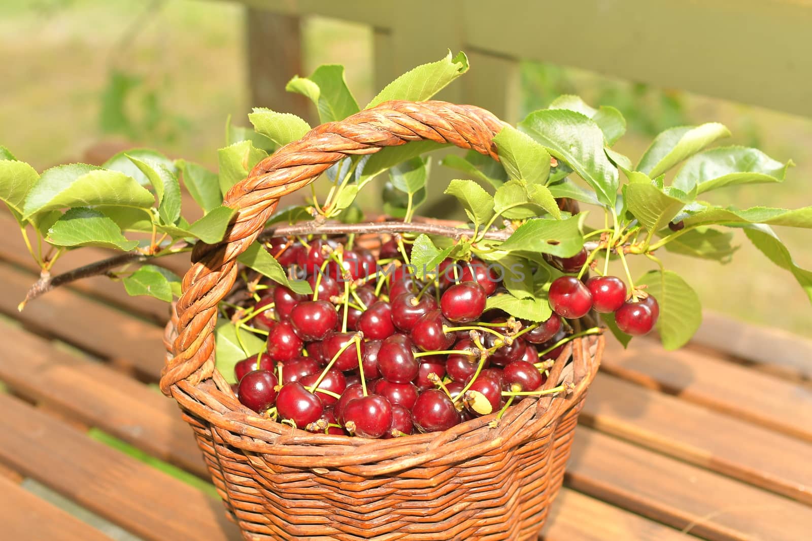 Delicious sour cherry fruits in a wicker basket. Sour cherries on garden table.