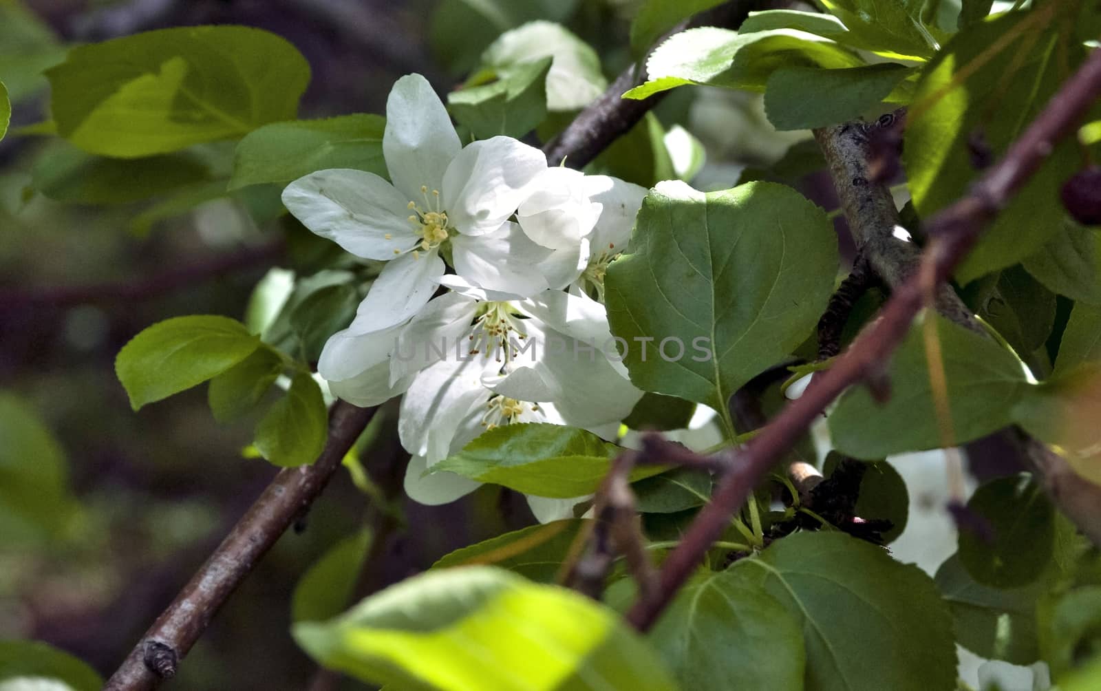 large white flowers of Apple trees by valerypetr