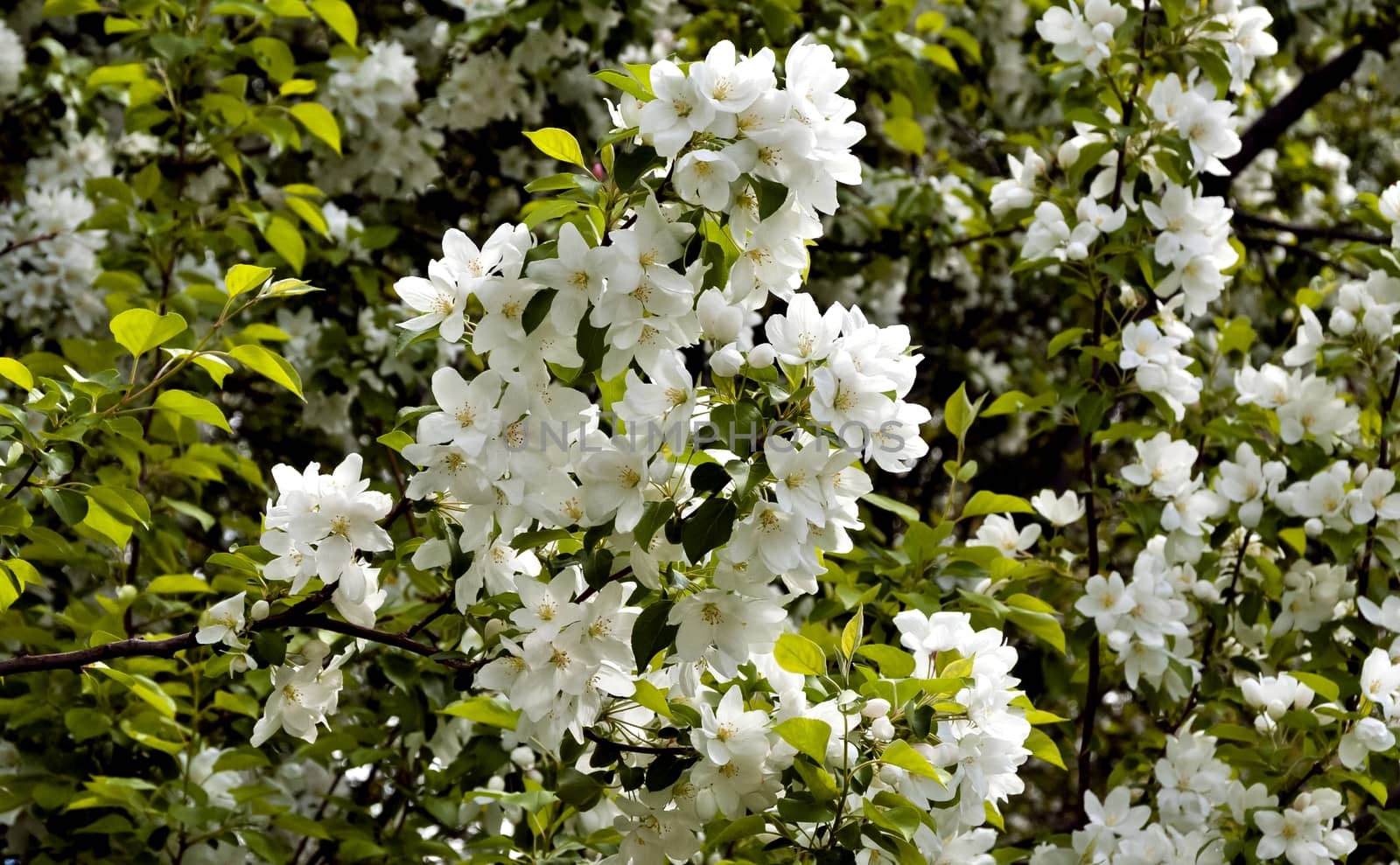 large white Apple flowers illuminated by sunlight