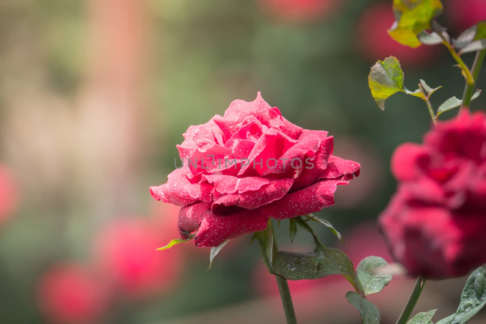 Roses in the garden, Roses are beautiful with a beautiful sunny day.