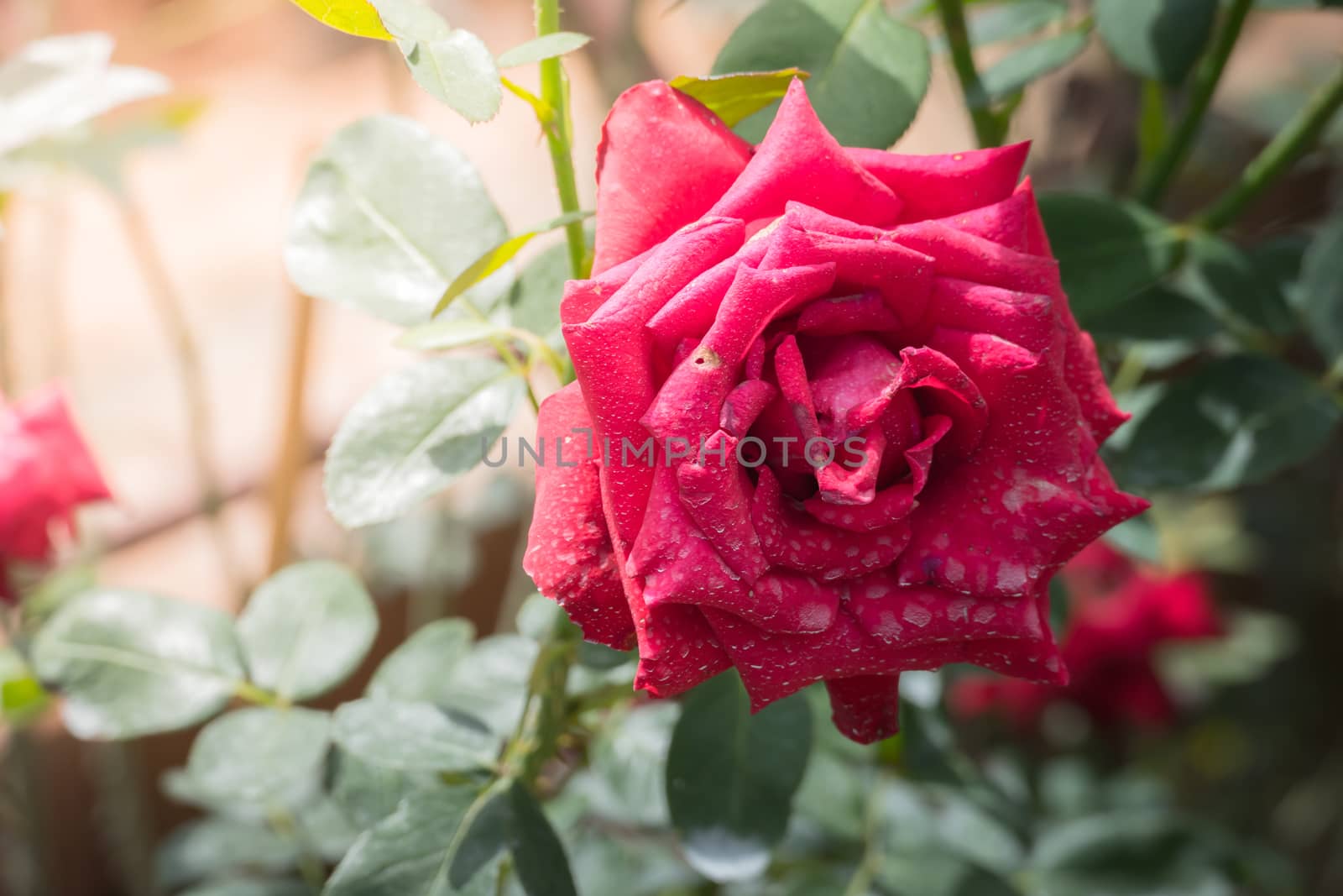 Roses in the garden, Roses are beautiful with a beautiful sunny day.