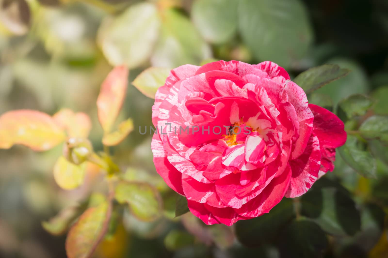 Roses in the garden, Roses are beautiful with a beautiful sunny day.