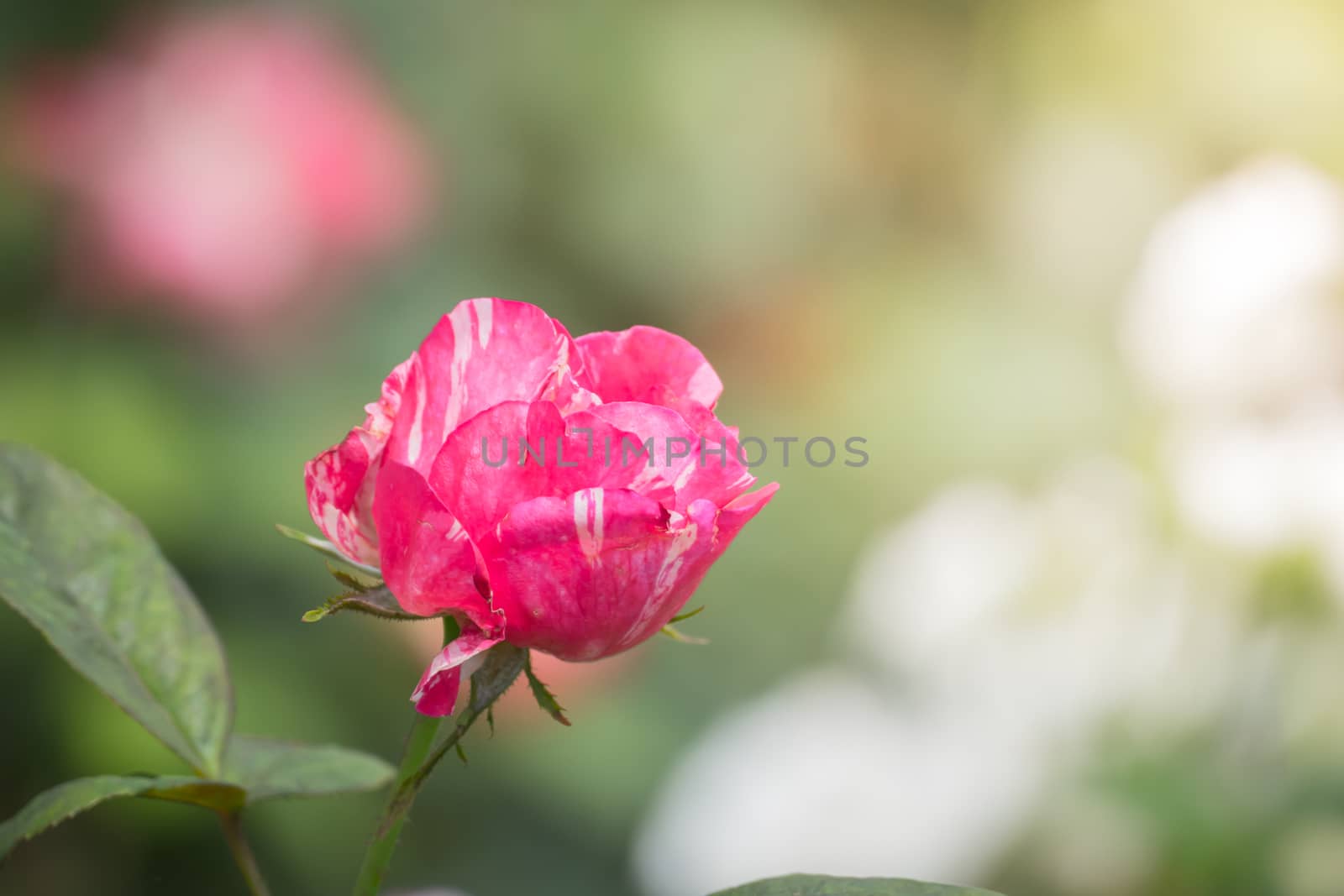 Roses in the garden, Roses are beautiful with a beautiful sunny day.