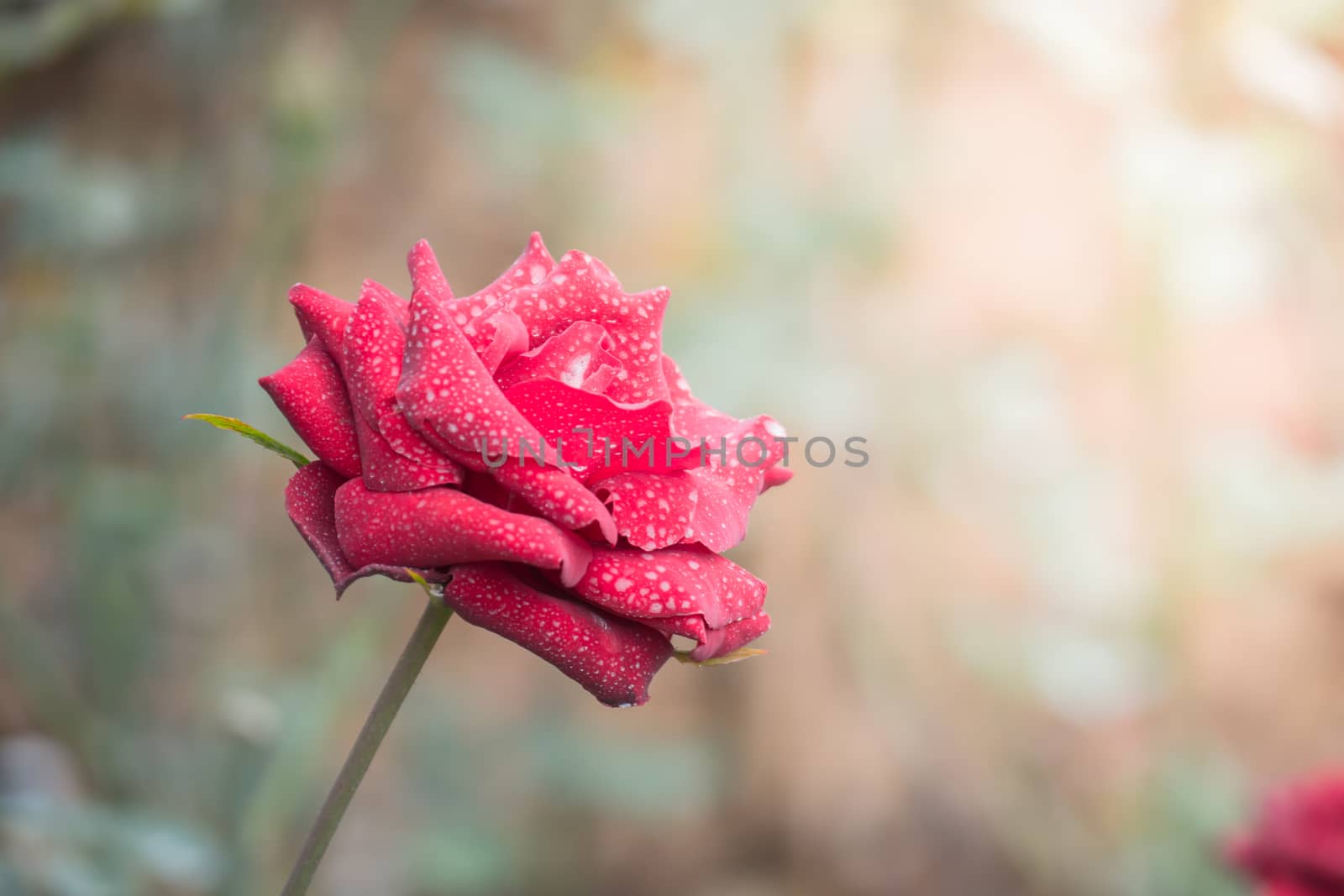 Roses in the garden, Roses are beautiful with a beautiful sunny day.