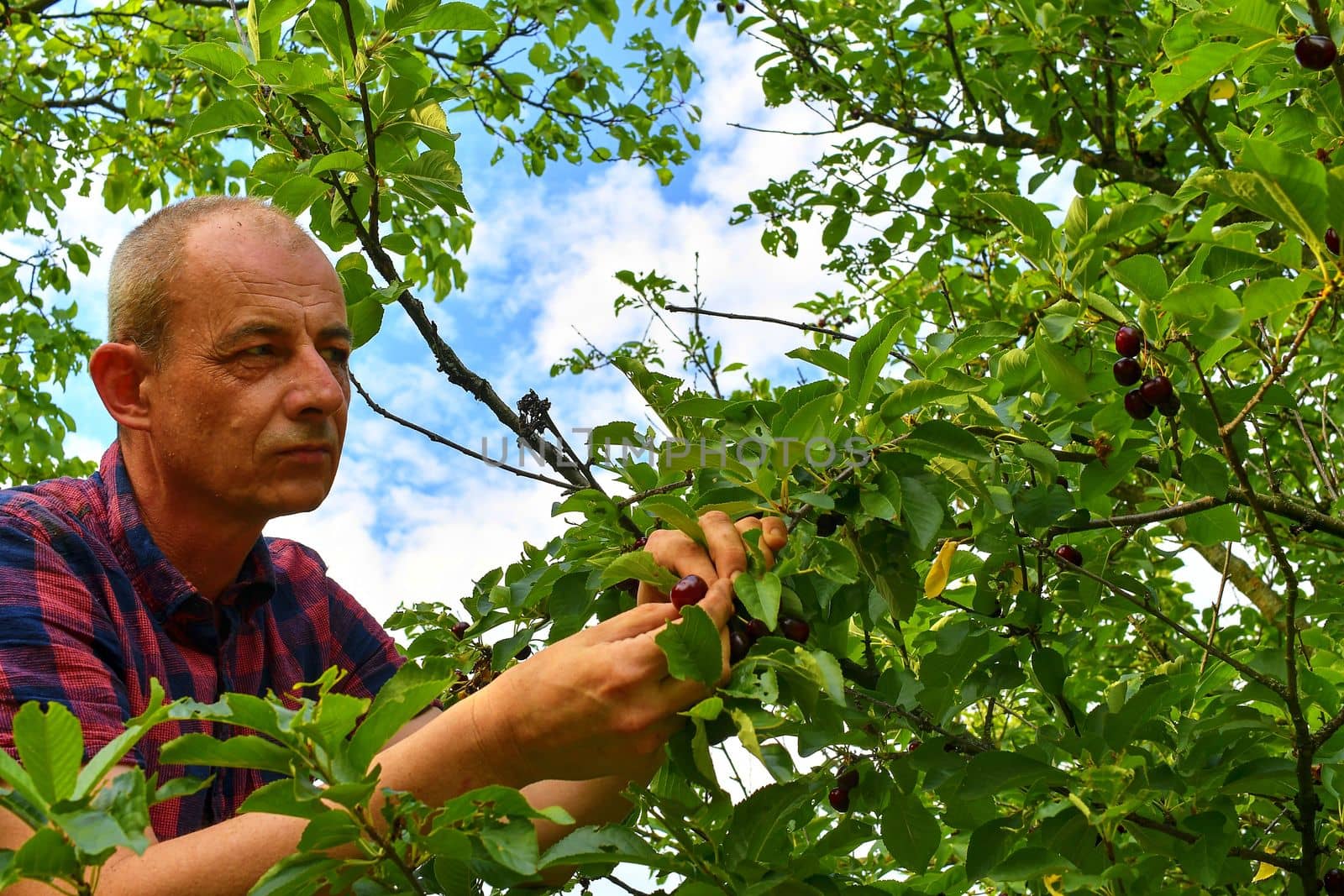 Male farmer picking sour cherries. Middle aged man gathering sour cherries in sour cherry tree. Mature man, gardener in summer by roman_nerud