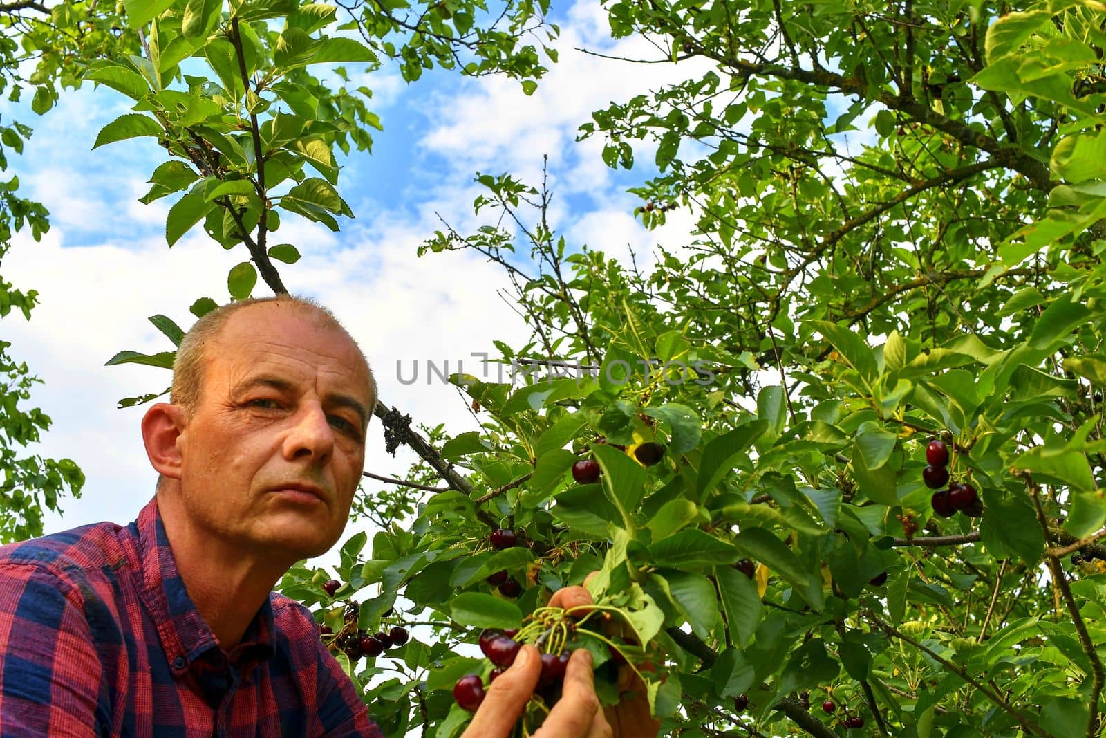 Male farmer picking sour cherries. Middle aged man gathering sour cherries in sour cherry tree. Mature man, gardener in summer by roman_nerud