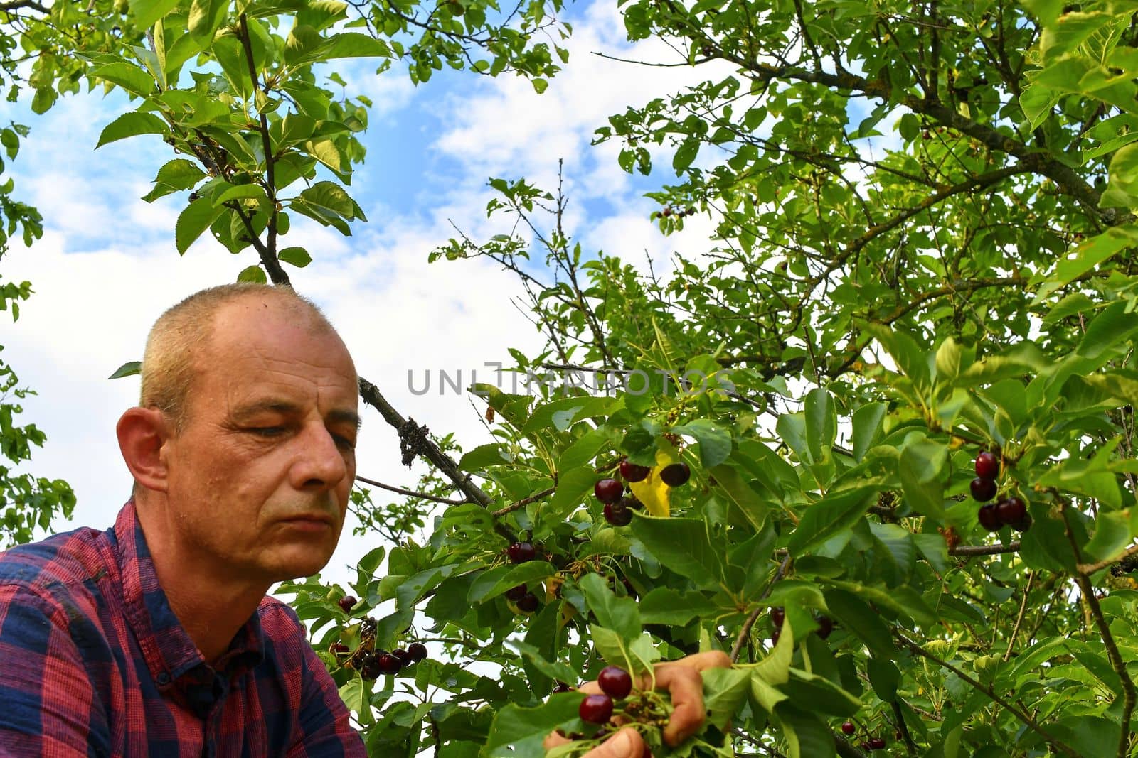 Male farmer picking sour cherries. Middle aged man gathering sour cherries in sour cherry tree. Mature man, gardener in summer. 