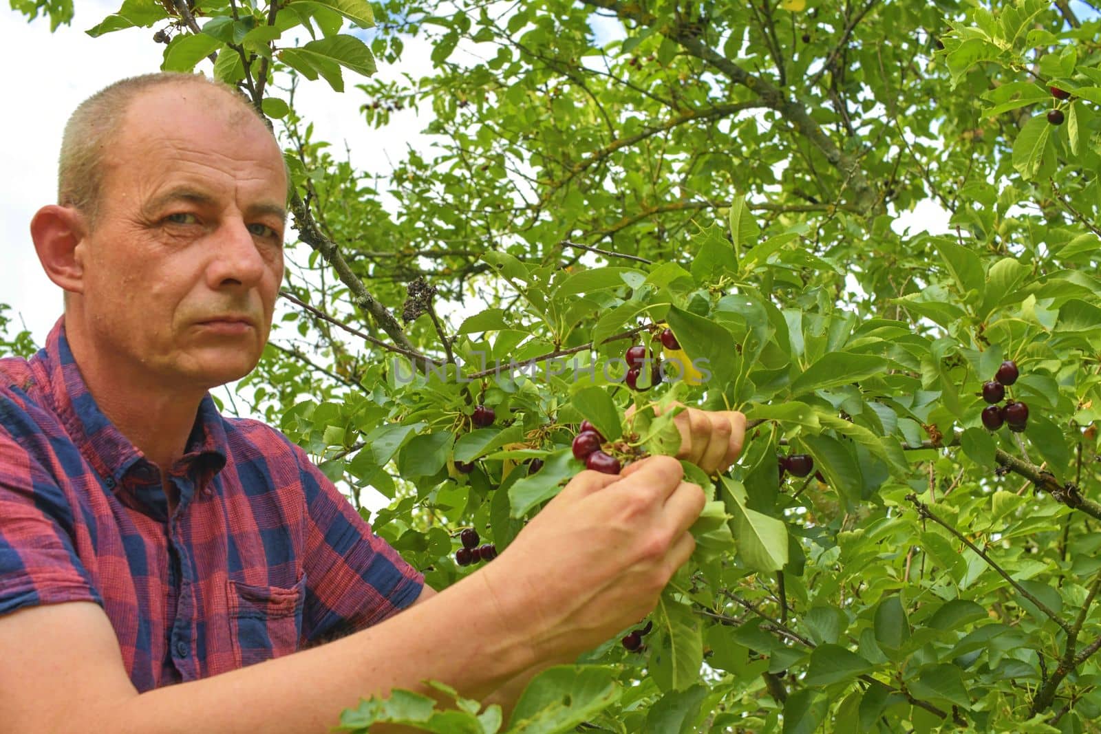 Male farmer picking sour cherries. Middle aged man gathering sour cherries in sour cherry tree. Mature man, gardener in summer by roman_nerud