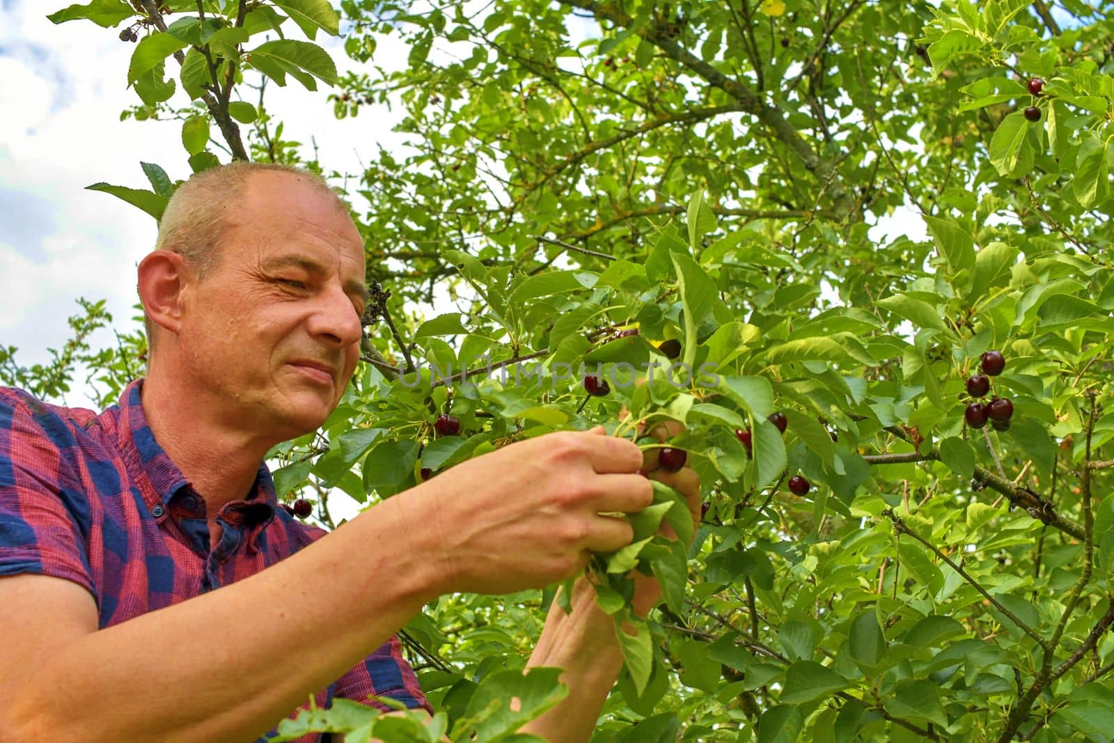 Male farmer picking sour cherries. Middle aged man gathering sour cherries in sour cherry tree. Mature man, gardener in summer. 