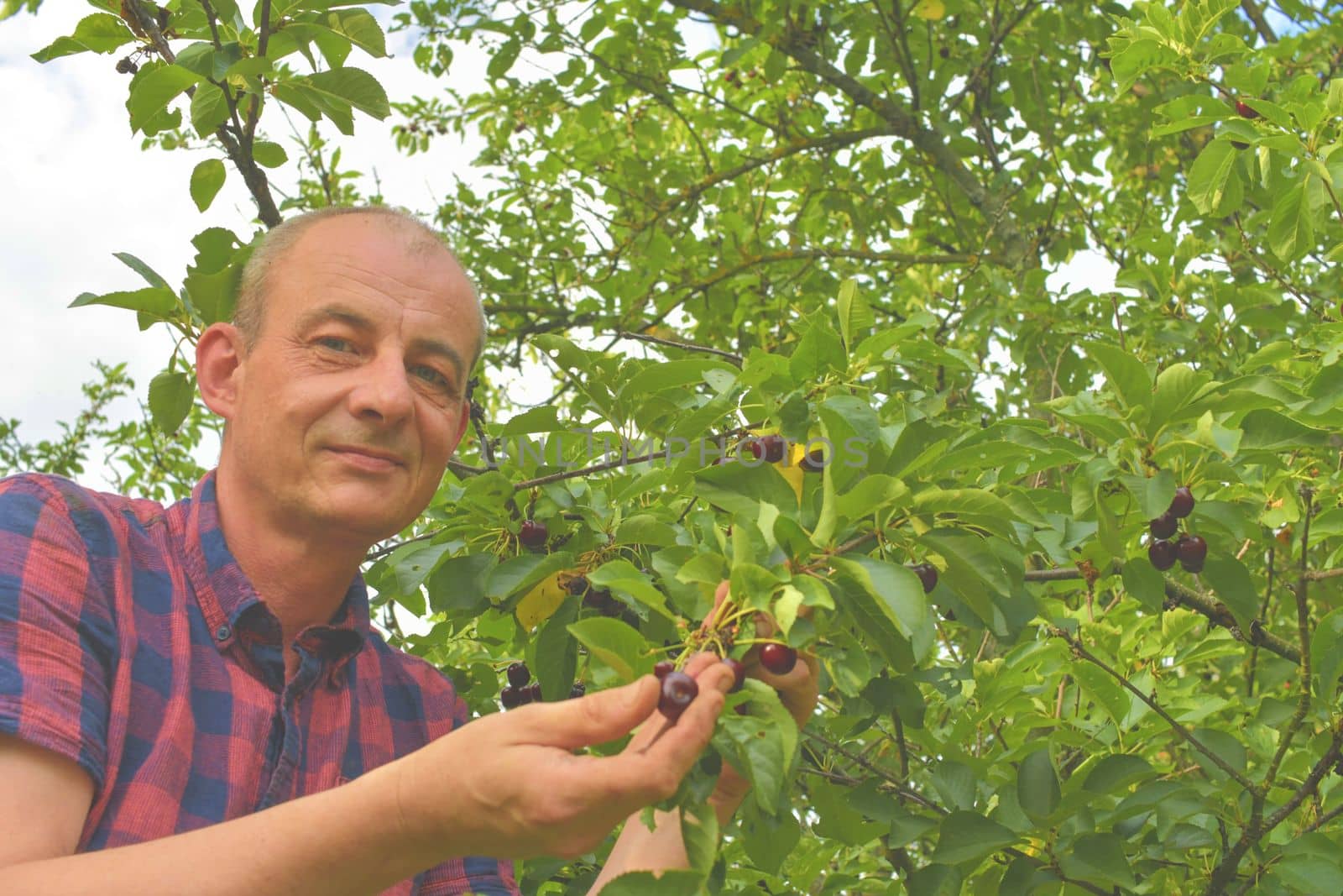 Male farmer picking sour cherries. Middle aged man gathering sour cherries in sour cherry tree. Mature man, gardener in summer by roman_nerud