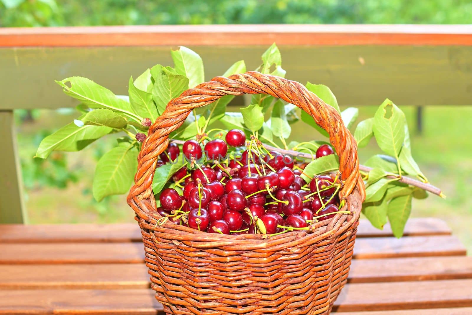 Dark red ripe sour cherries in a wicker basket. Sour cherries on garden table by roman_nerud