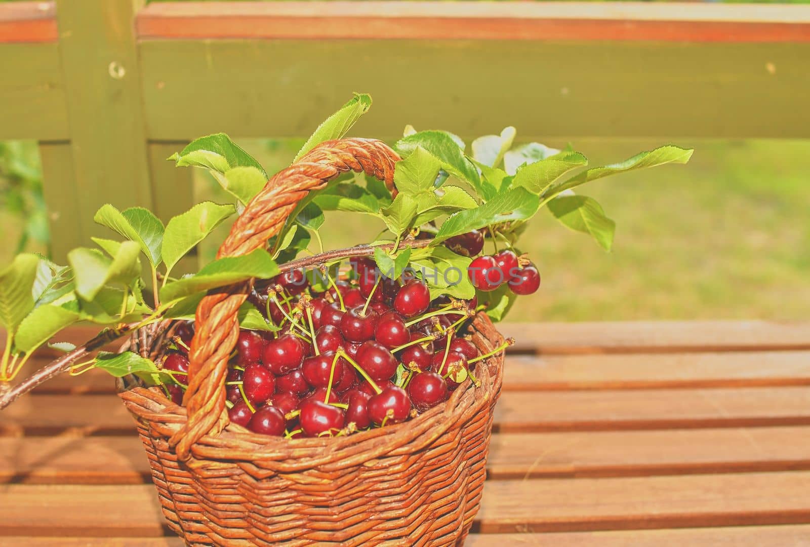 Dark red ripe sour cherries in a wicker basket. Sour cherries on garden table.