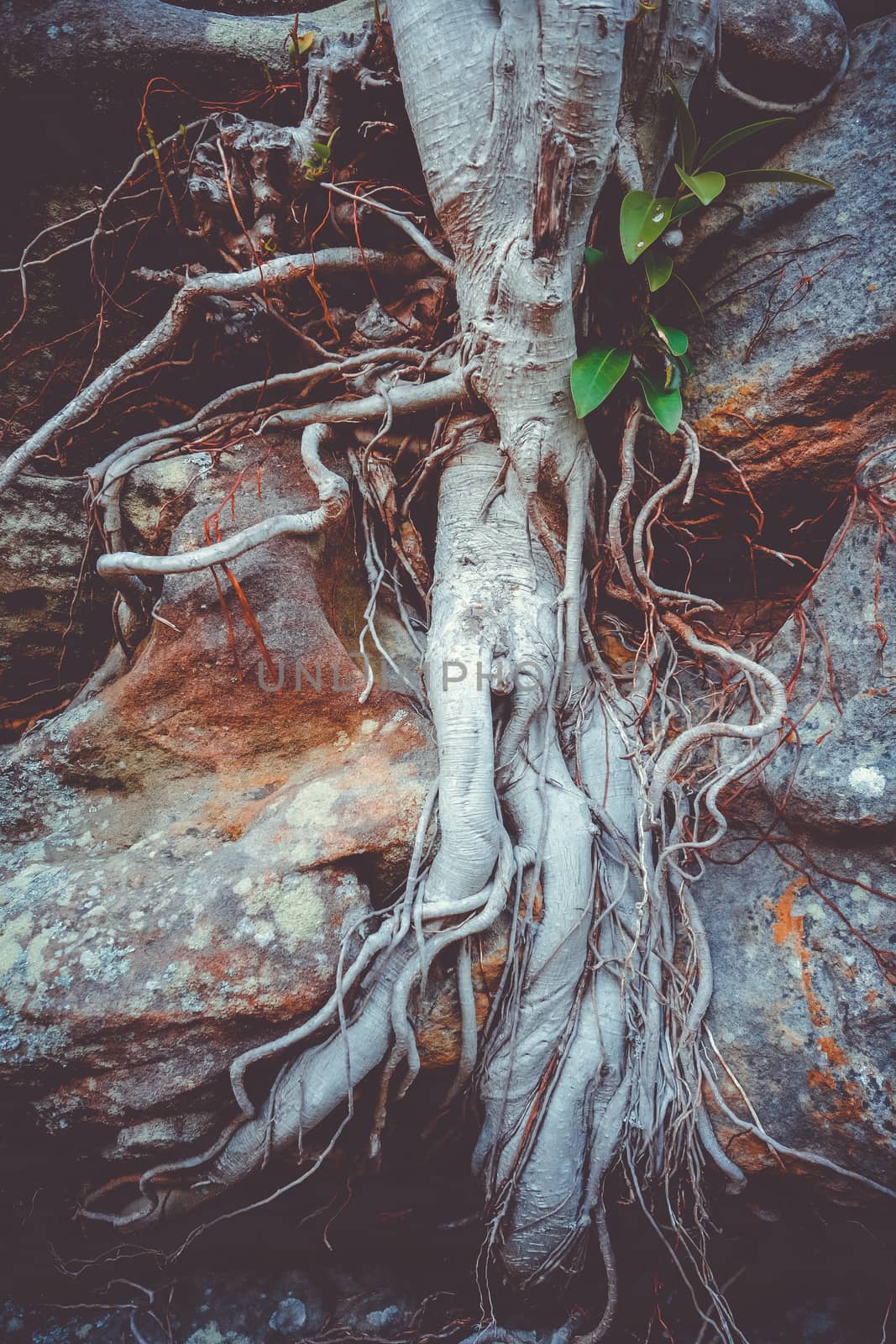 Roots on a rock close-up by daboost