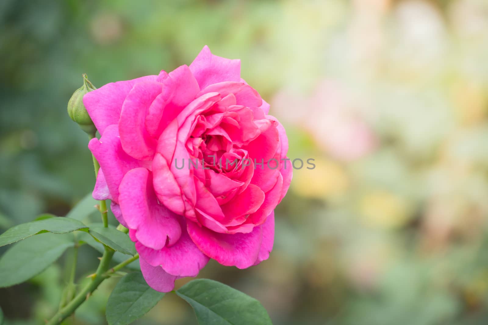 Roses in the garden, Roses are beautiful with a beautiful sunny day.