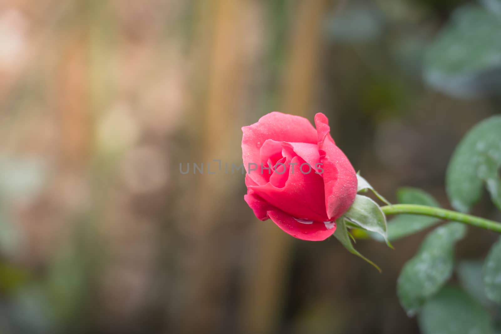 Roses in the garden, Roses are beautiful with a beautiful sunny day.