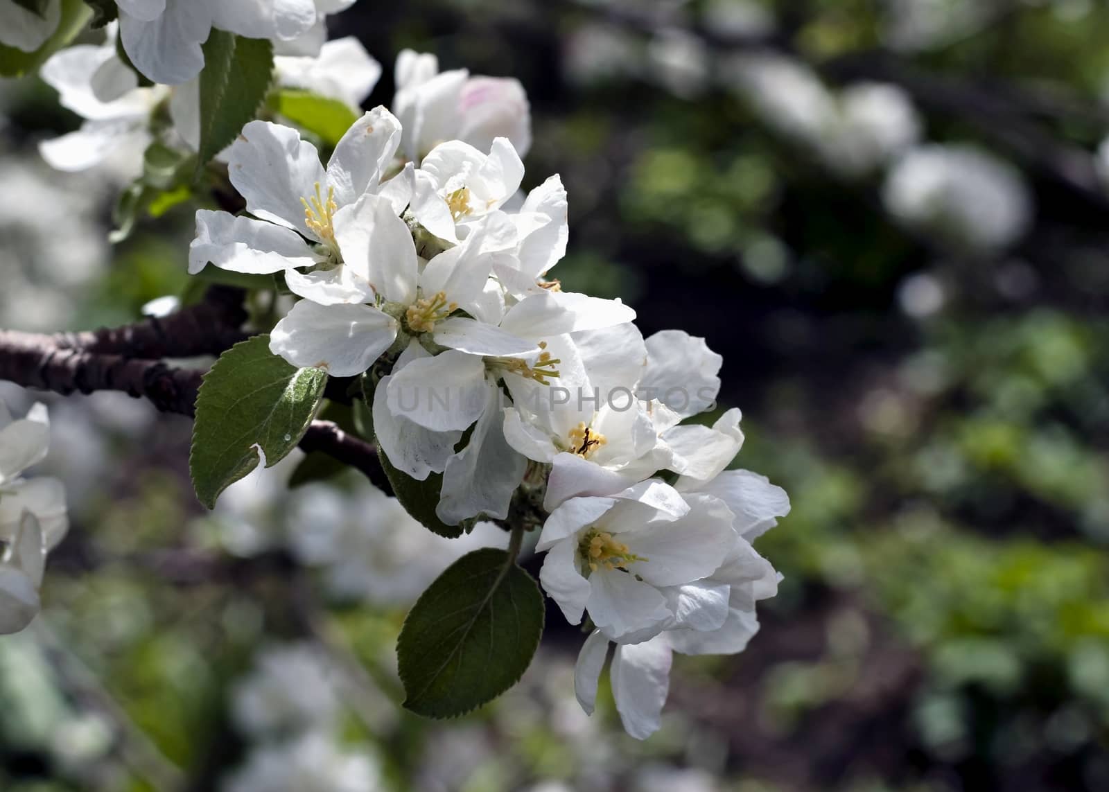 large white flowers of Apple trees by valerypetr