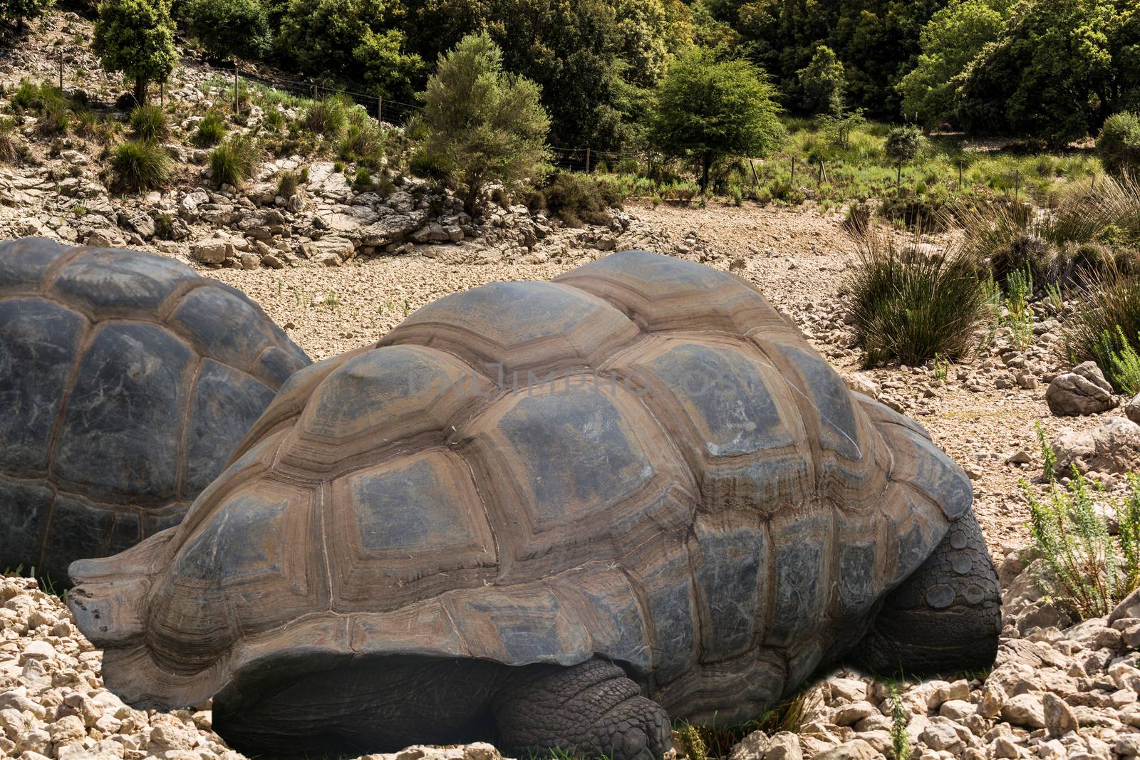 Great Seychelles Giant Tortoise from behind