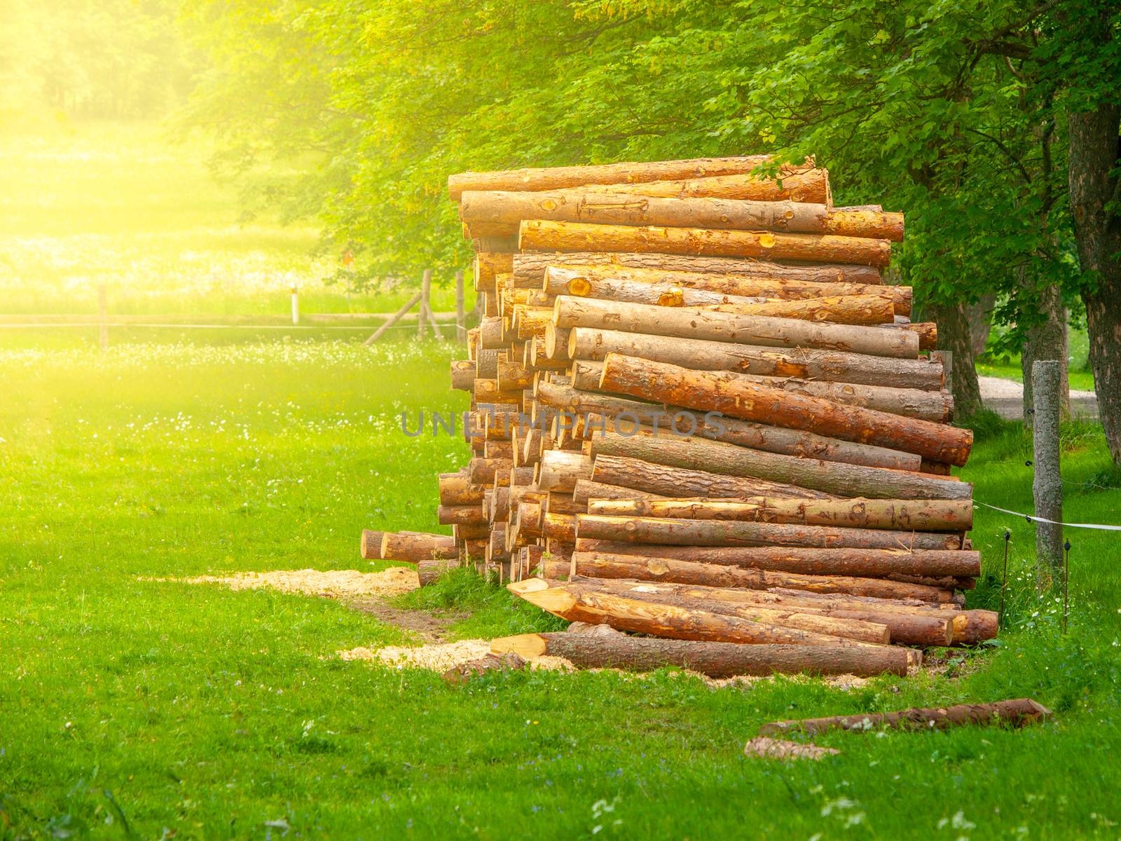 Stack of chopped wood logs on the green meadow. Timber pile.