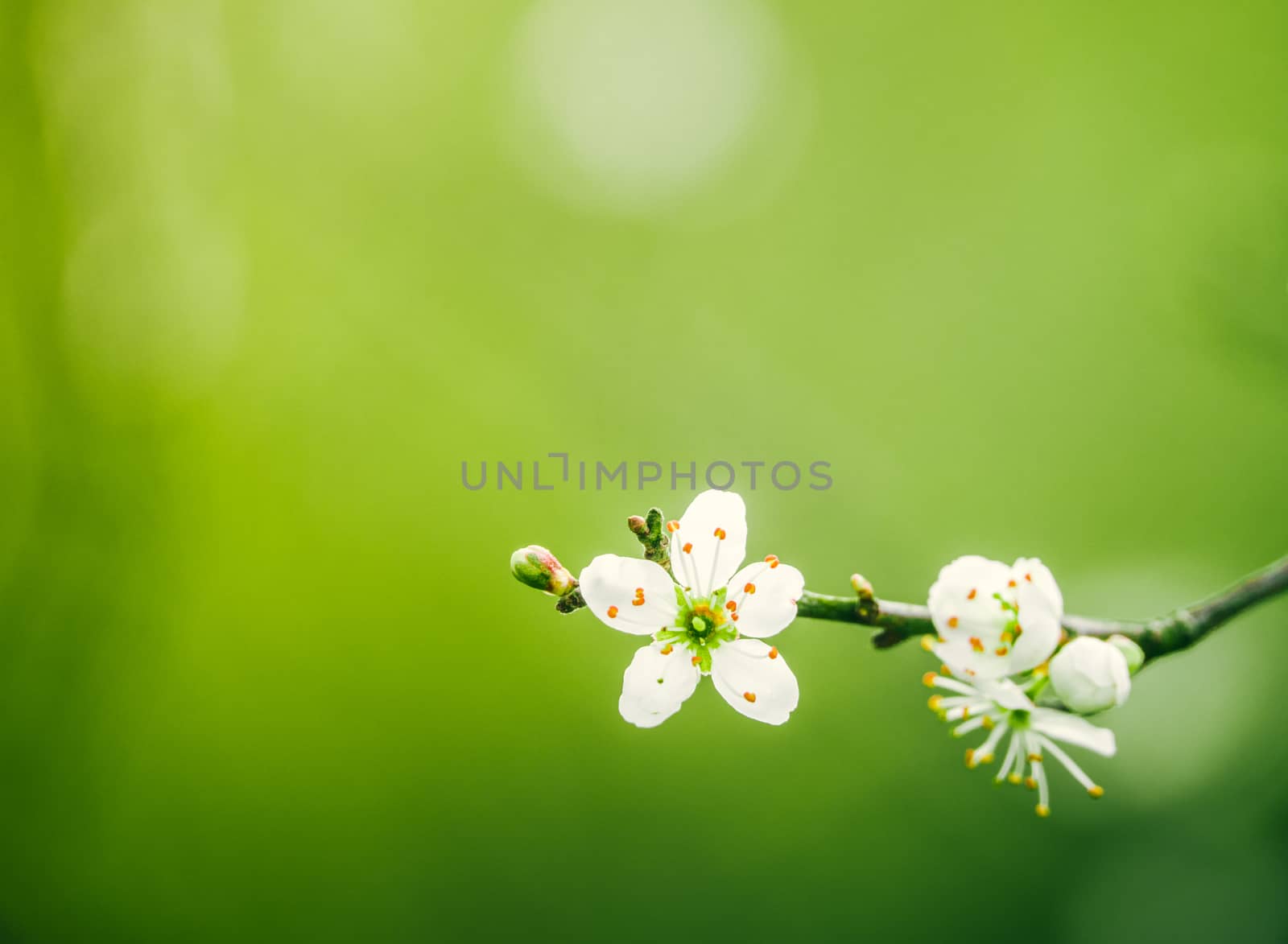 Beautiful Blossoming Tree With Copy Space And Shallow Focus