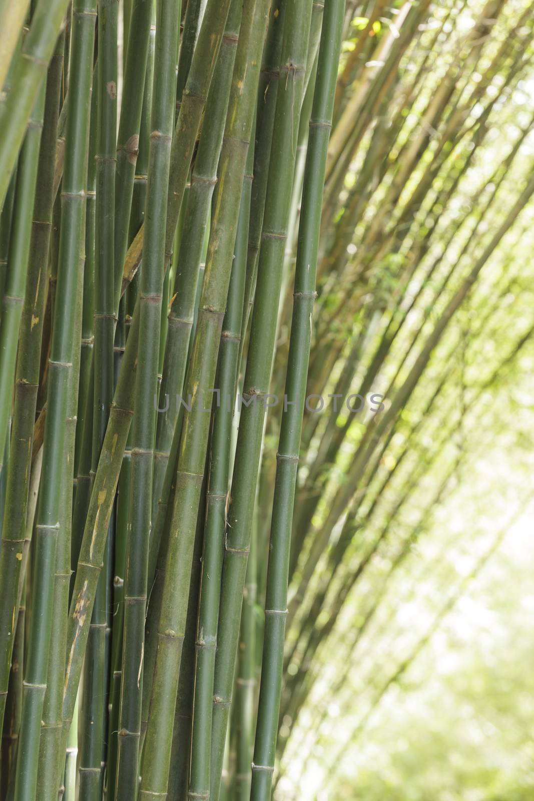 Bamboo background