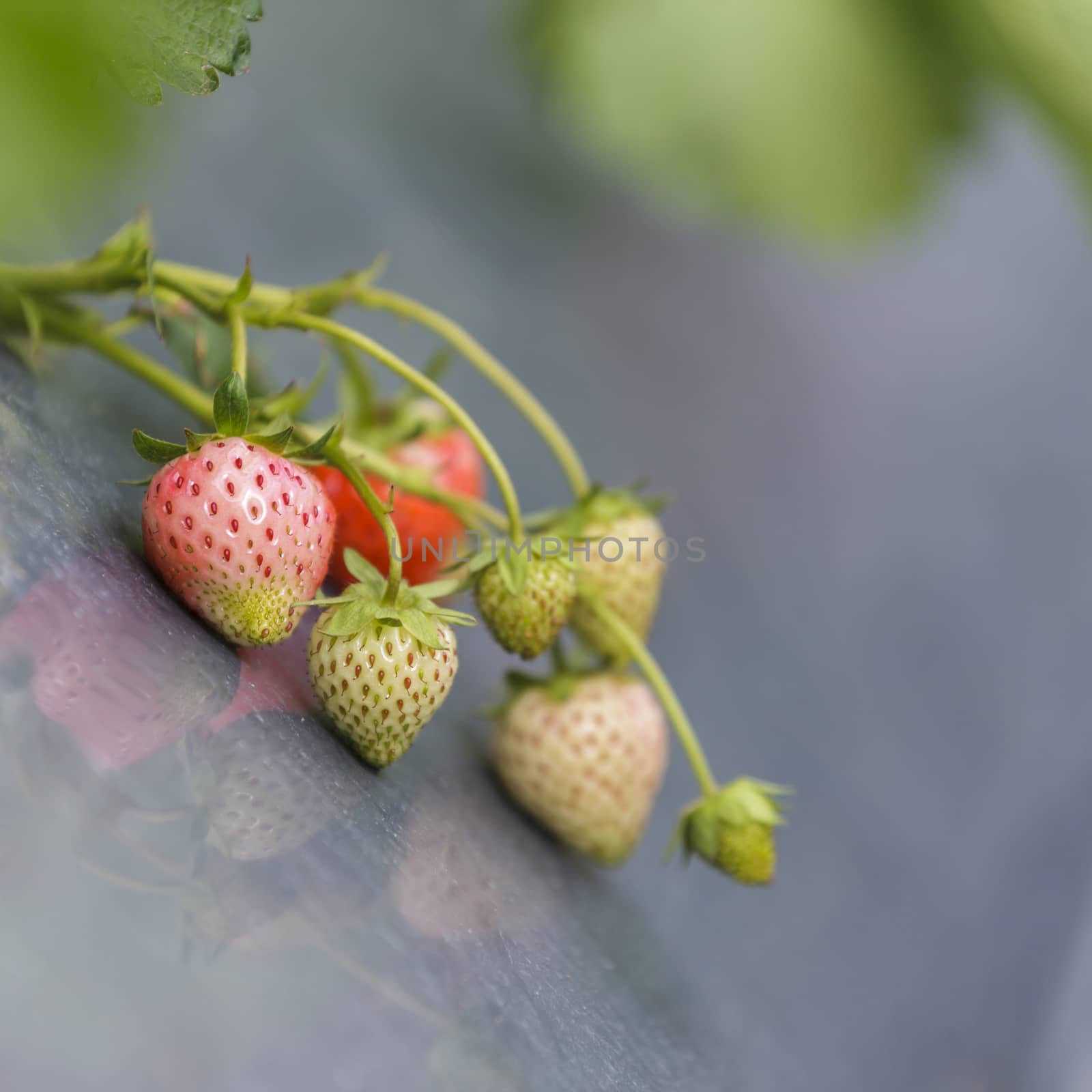 Fresh strawberry and green leaves in the garden