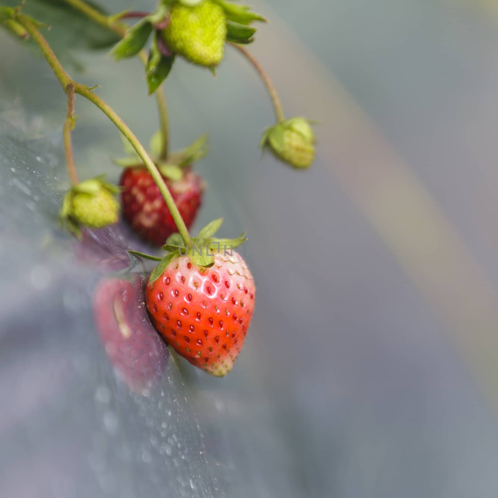 Fresh strawberry and green leaves in the garden