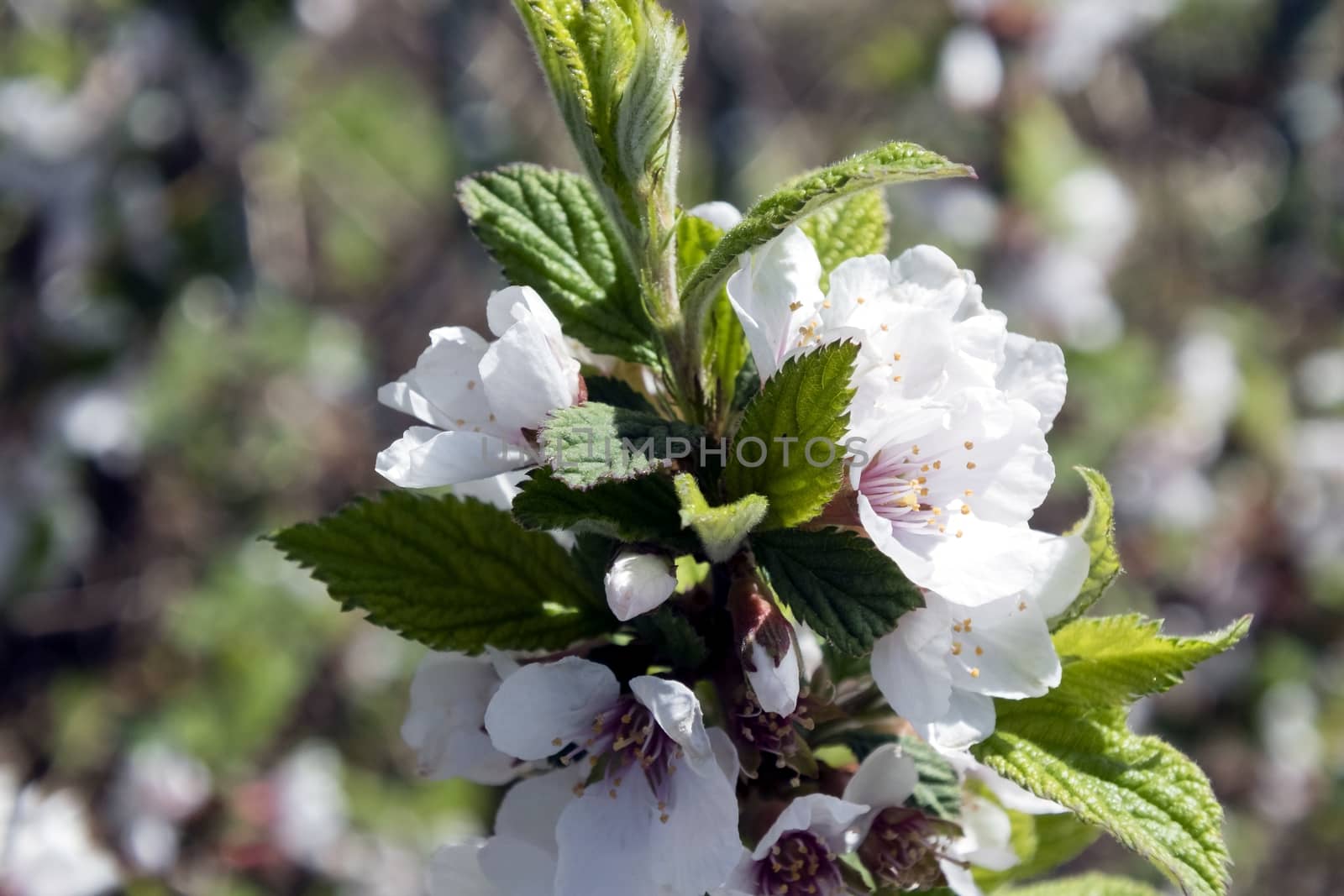 just bloomed cherry flowers on blurred natural green background