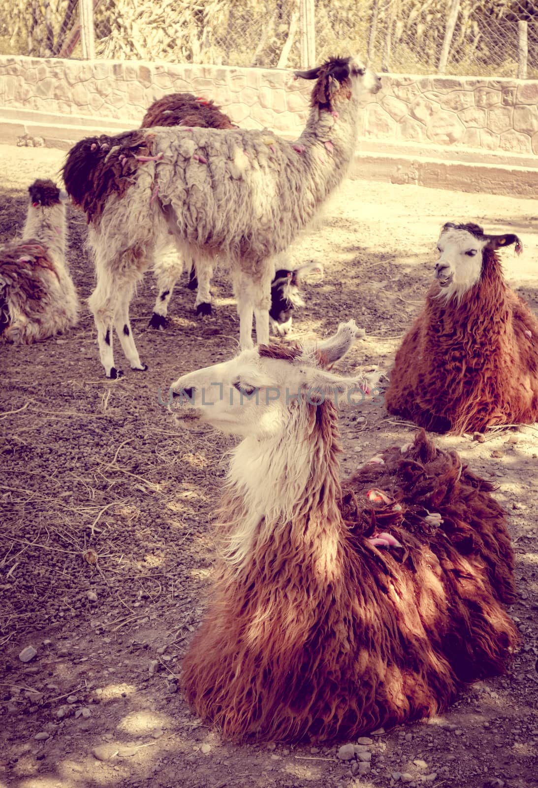 Lamas in a farm, Tilcara, Argentina, South America