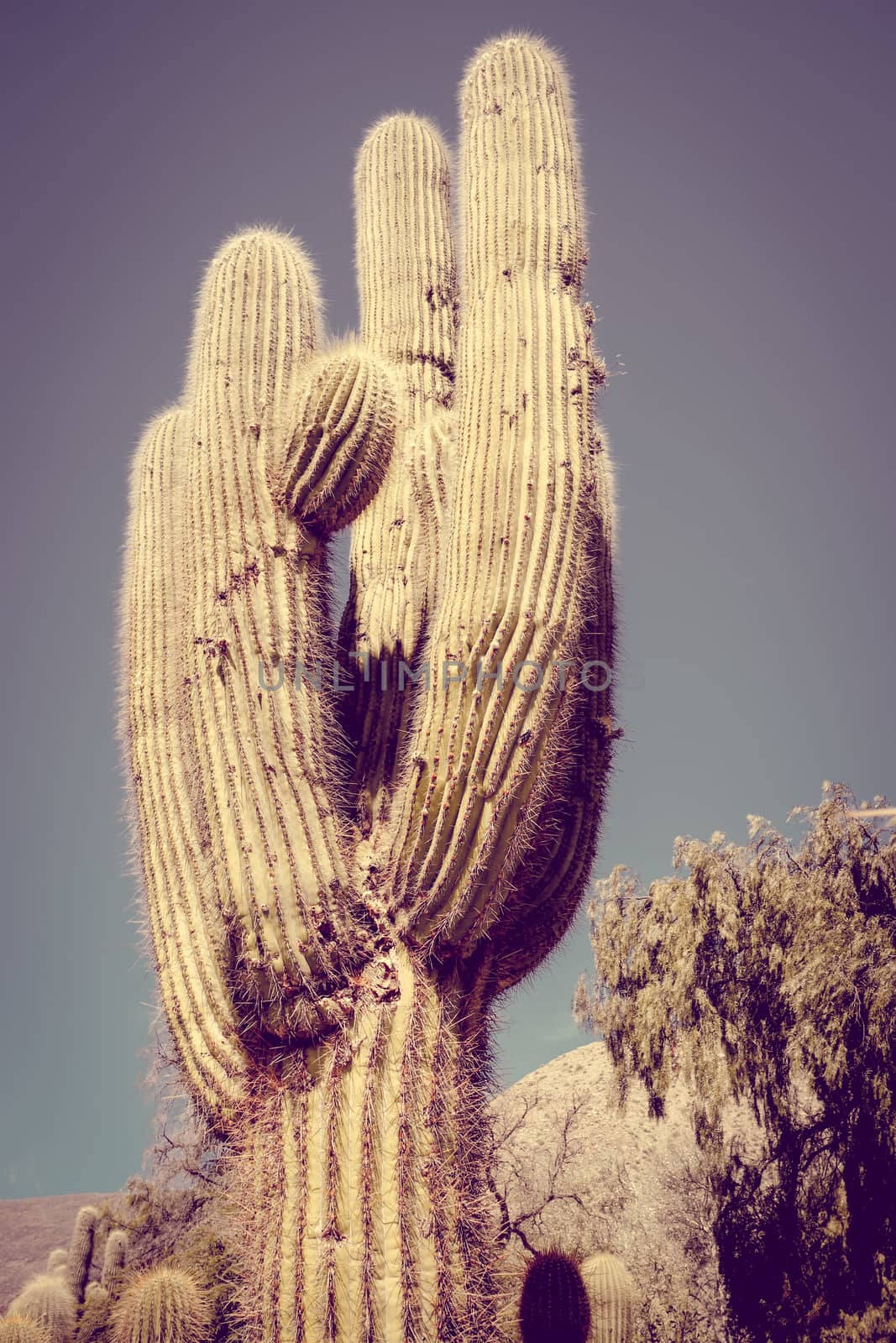 giant cactus in the desert, Argentina by daboost