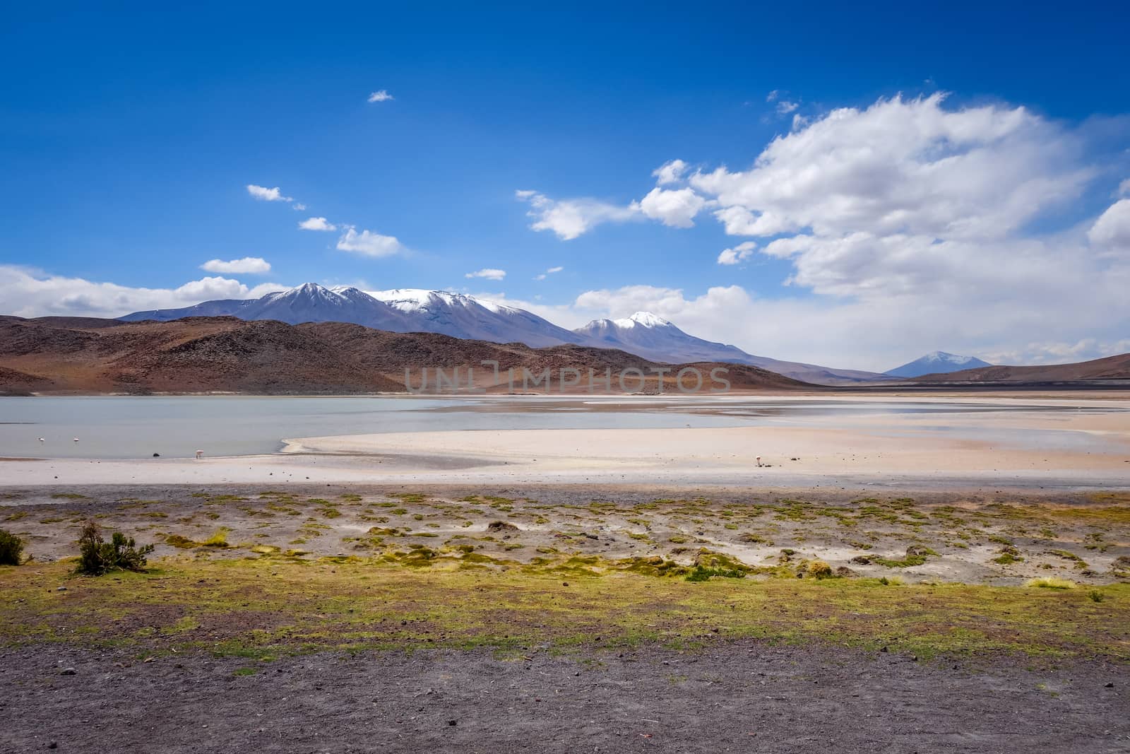 Laguna Honda in sud Lipez Altiplano reserva, Bolivia by daboost