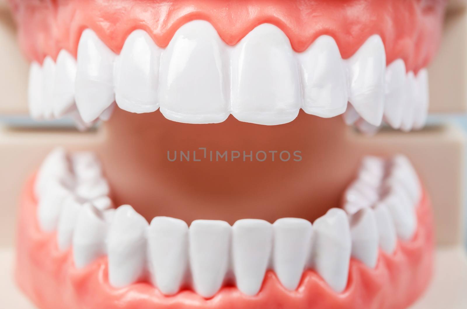 Close up teeth model. by Gamjai