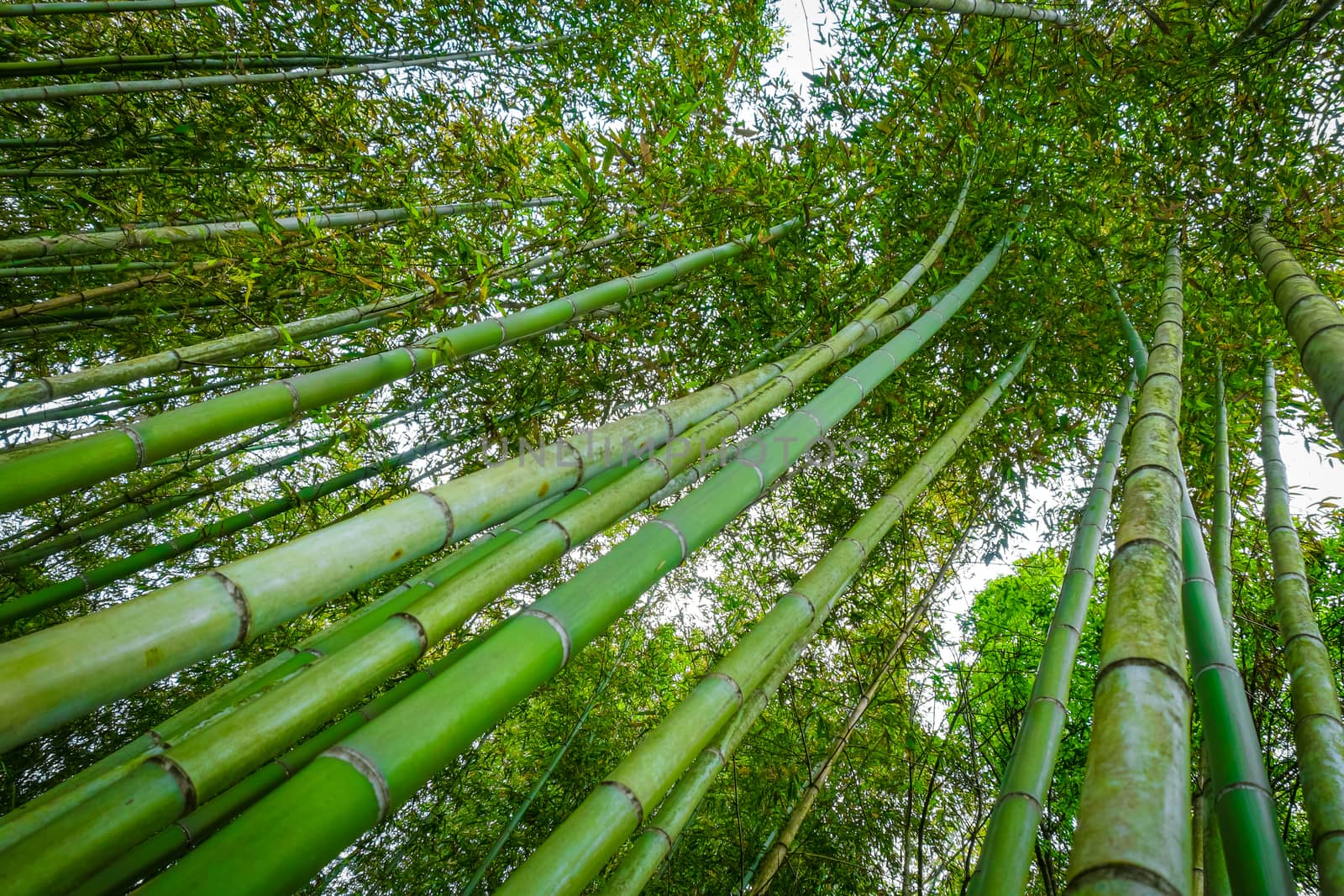 Arashiyama bamboo forest, Kyoto, Japan by daboost