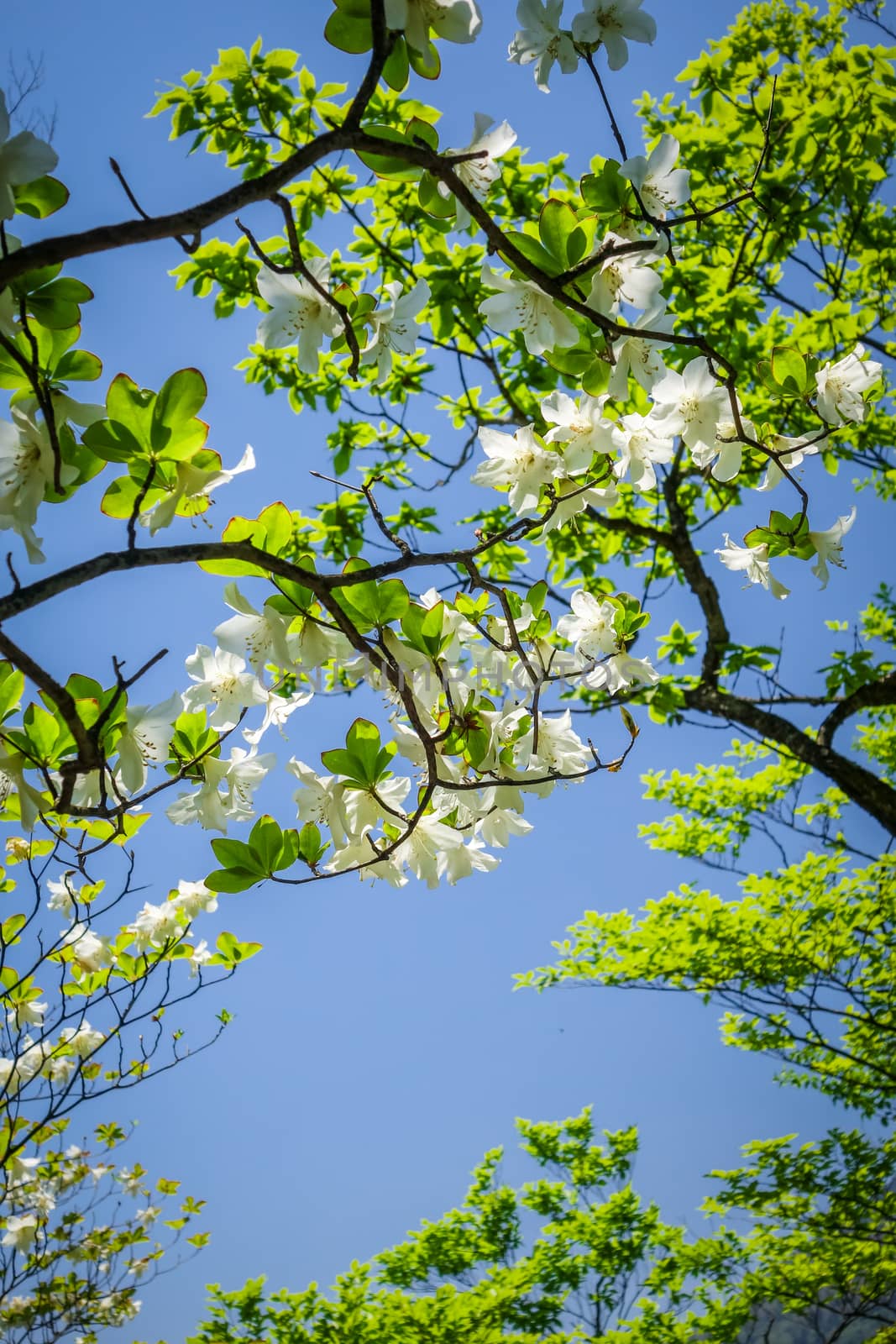 cherry blossoms in japan by daboost